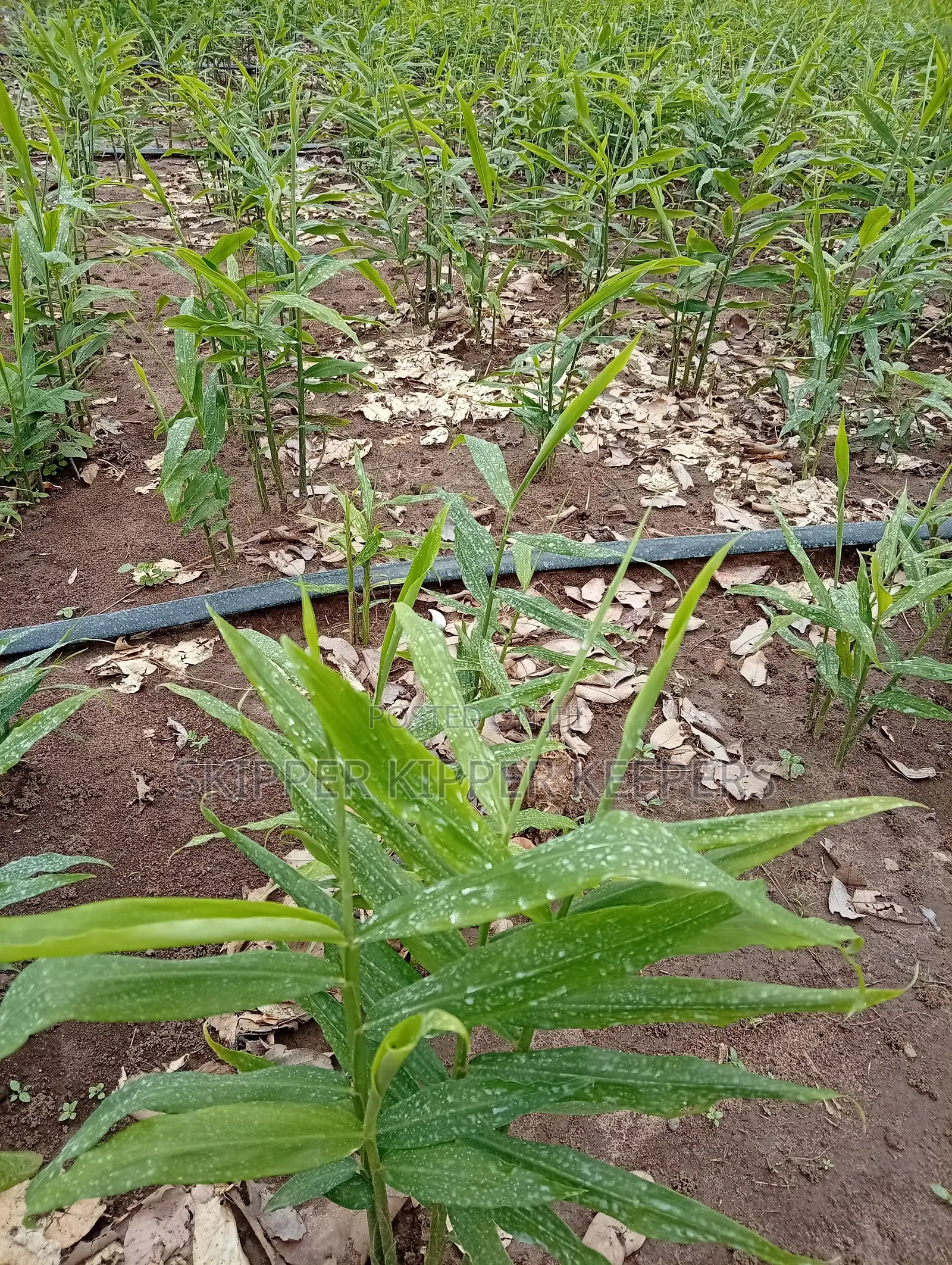 Ginger Planting Consultancy and Farm Set Up