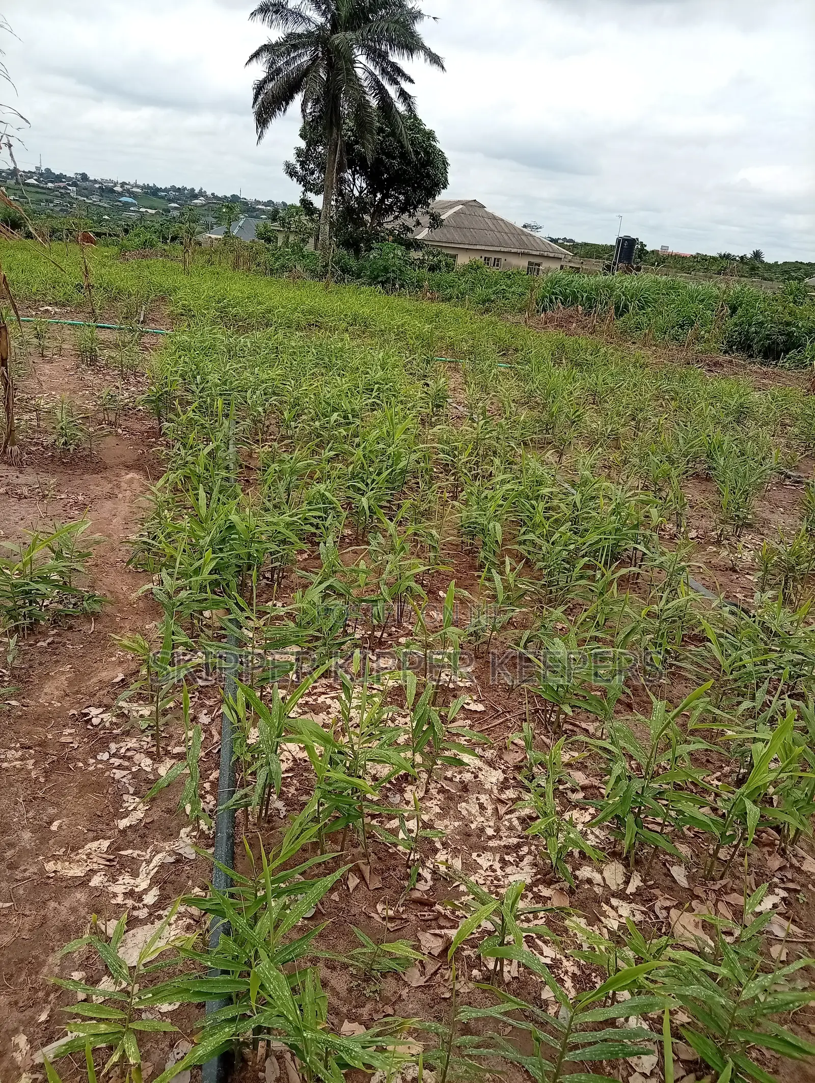 Ginger Planting Consultancy and Farm Set Up