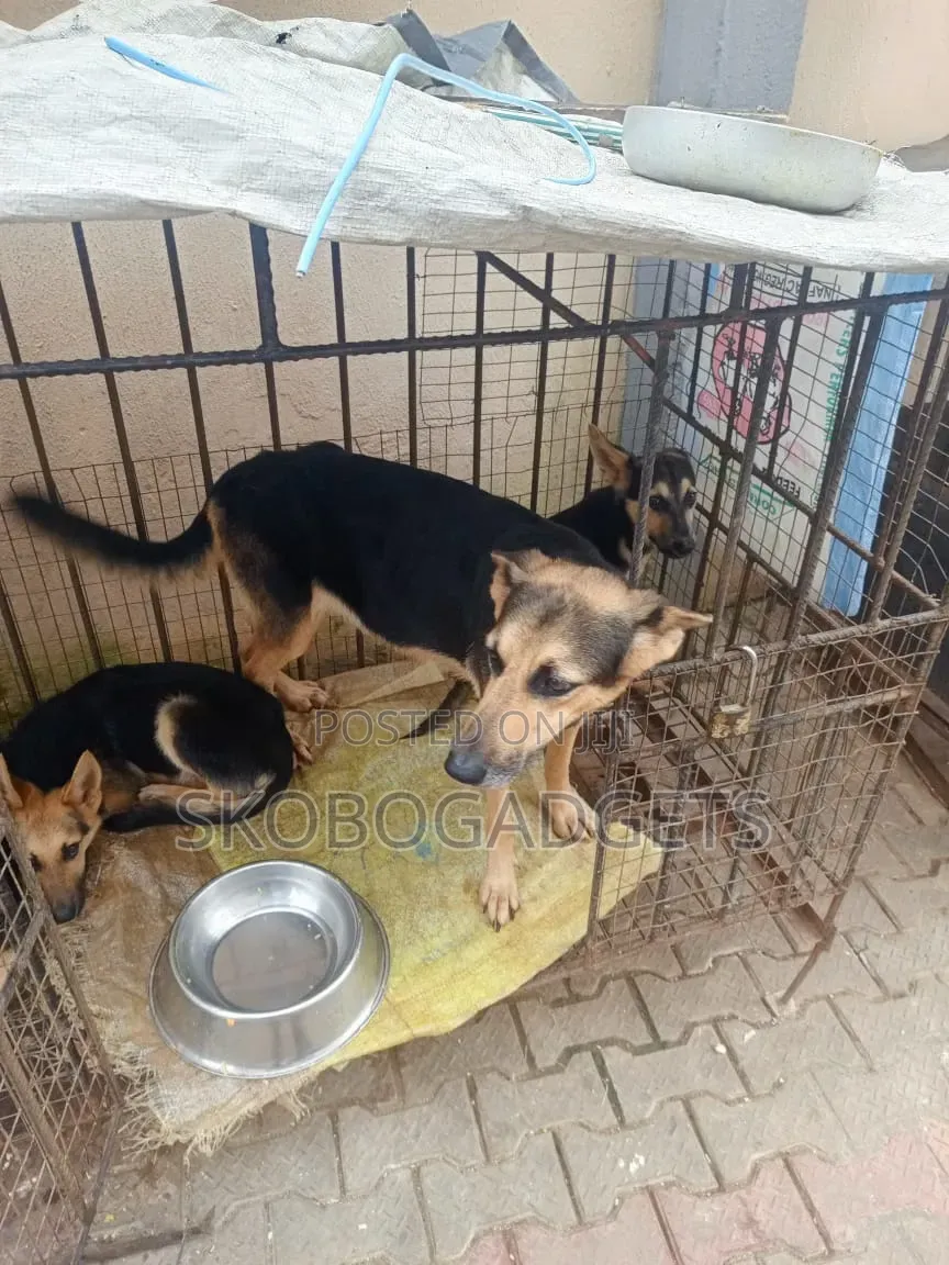 1-3 months Female Purebred German Shepherd