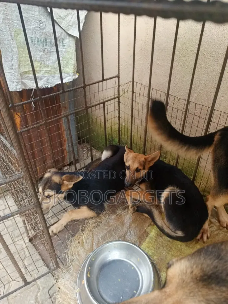 1-3 months Female Purebred German Shepherd