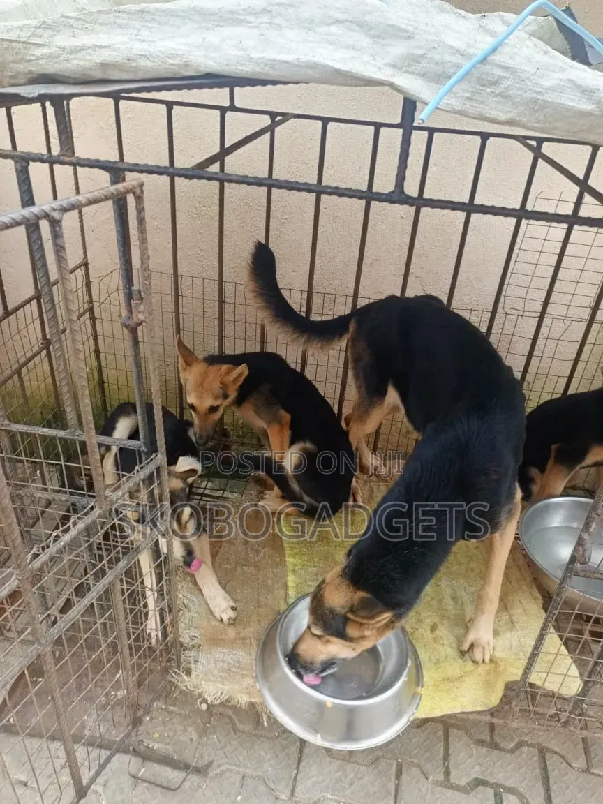 1-3 months Female Purebred German Shepherd
