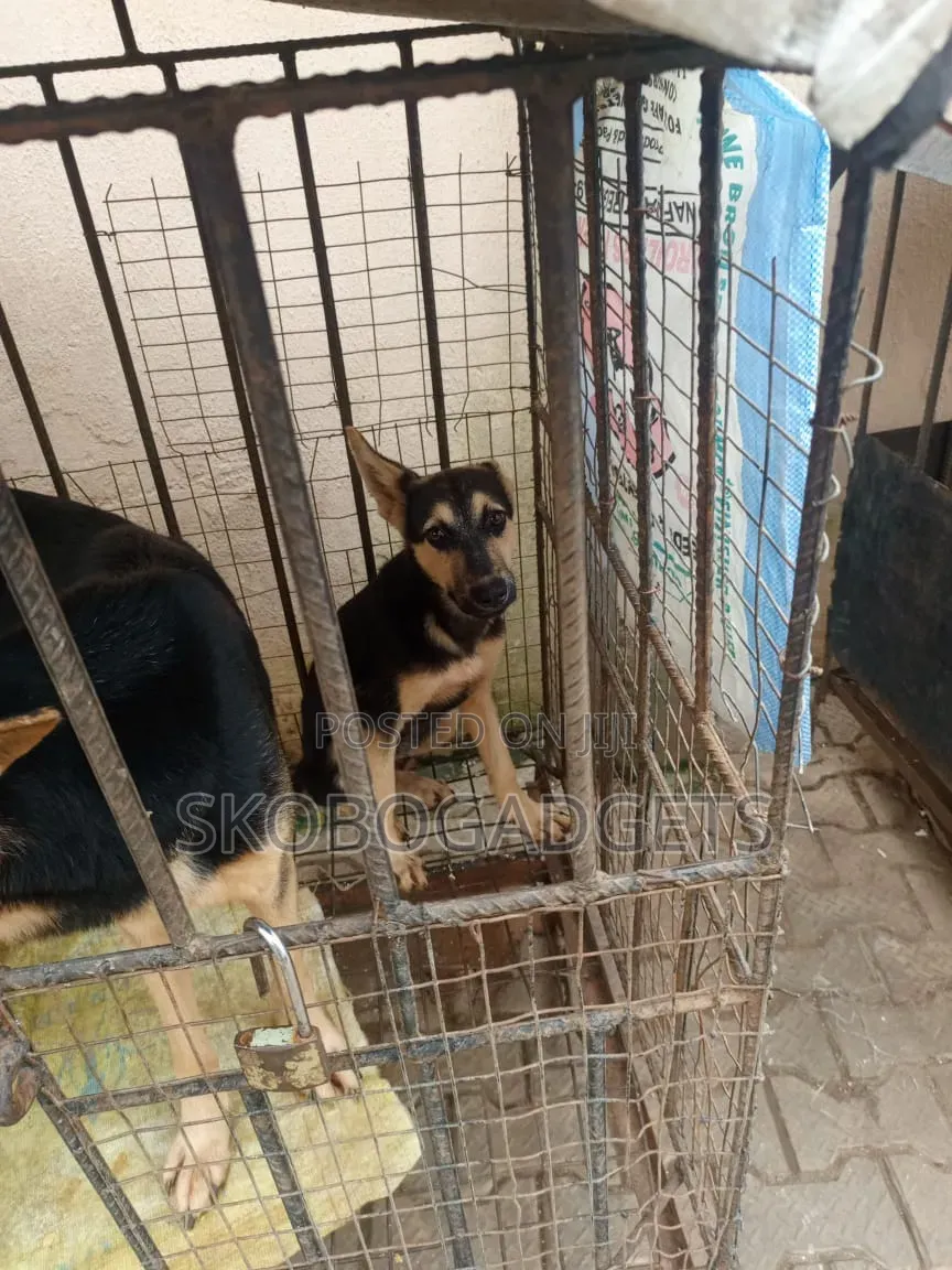 1-3 months Female Purebred German Shepherd