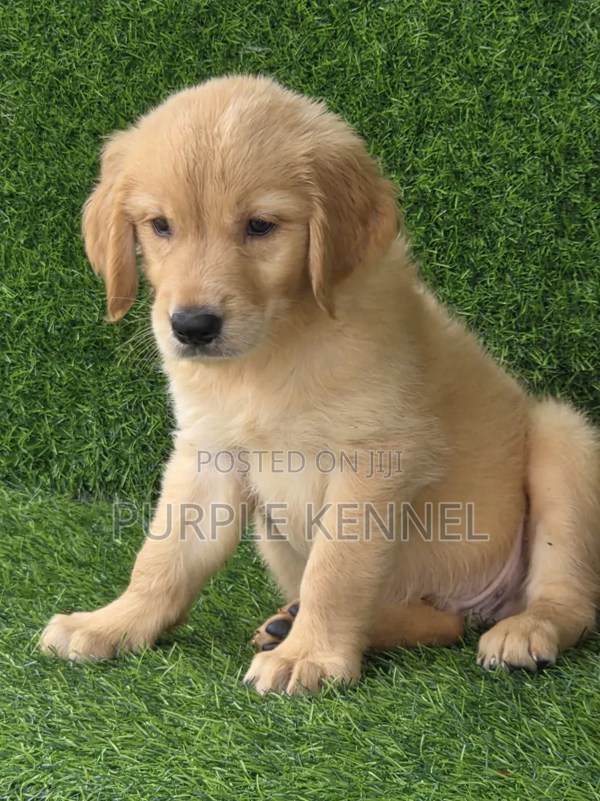 1-3 months Female Purebred Golden Retriever