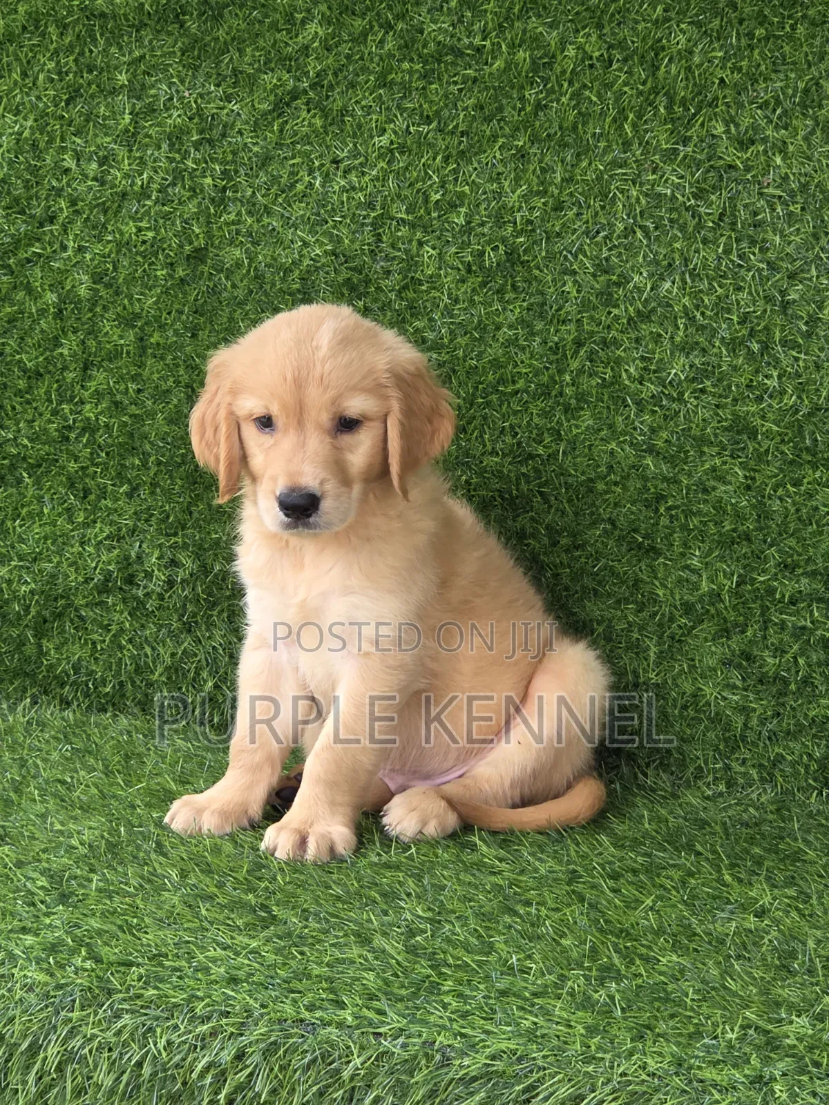 1-3 months Female Purebred Golden Retriever