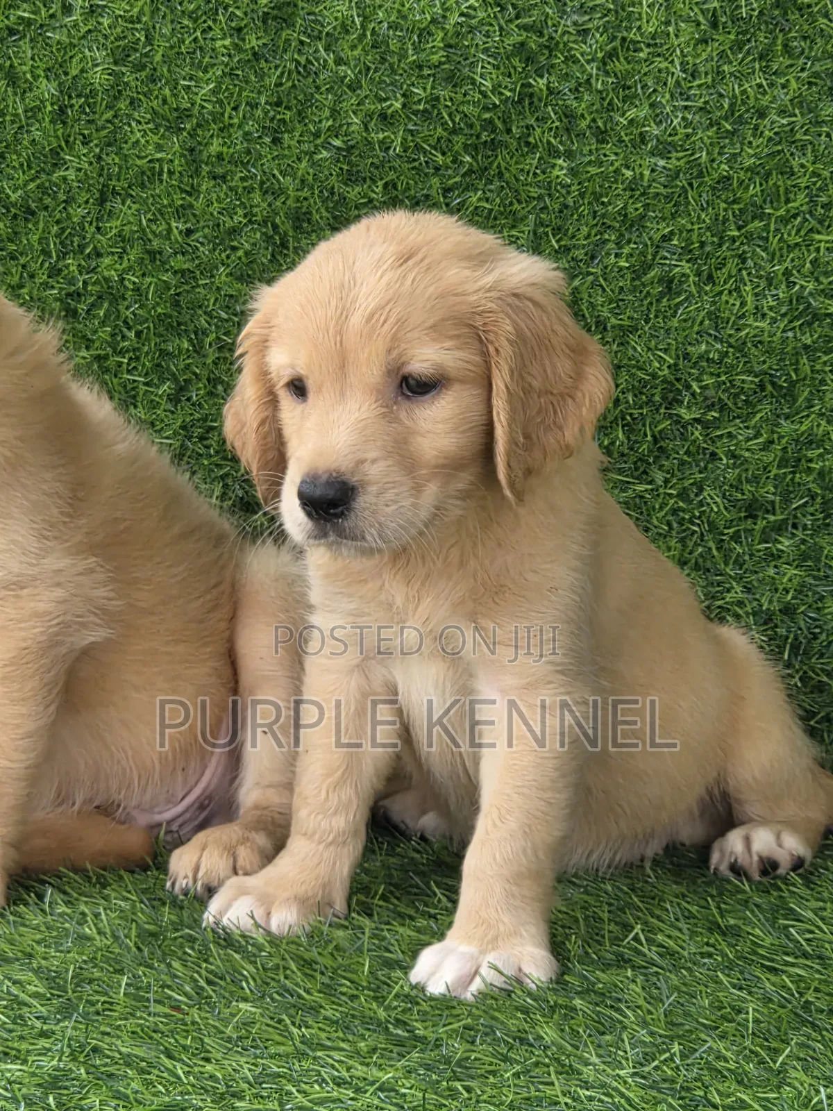 1-3 months Female Purebred Golden Retriever