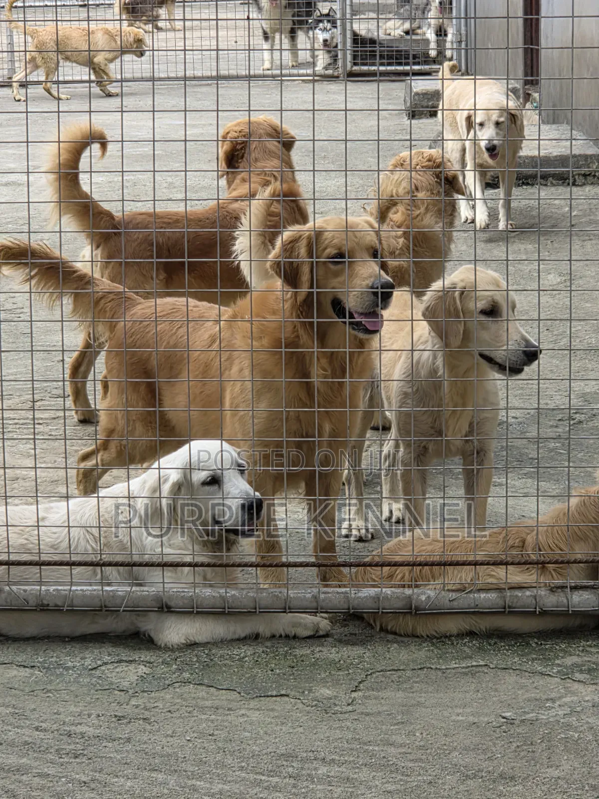 1-3 months Female Purebred Golden Retriever