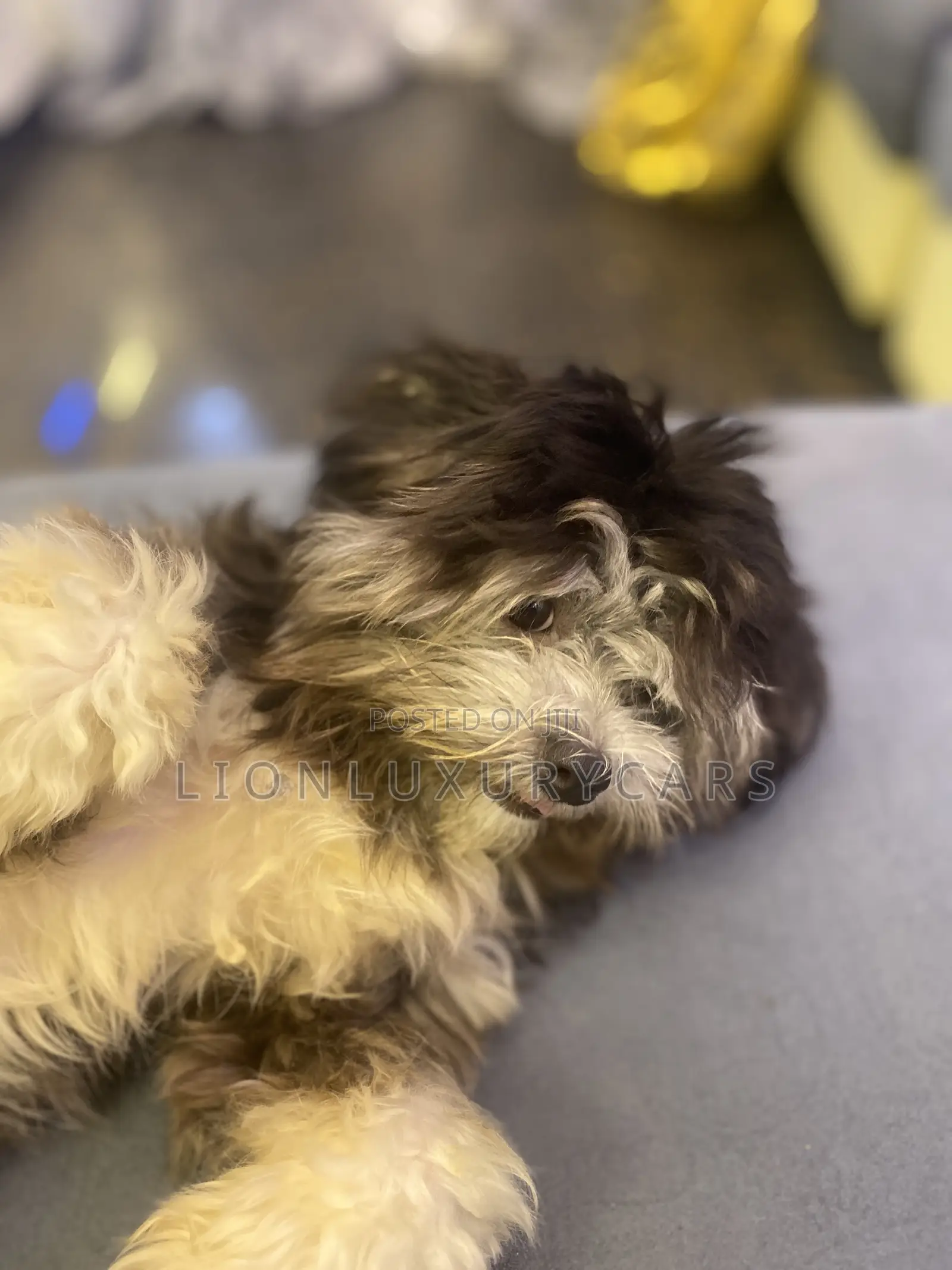 6-12 months Female Purebred Lhasa Apso