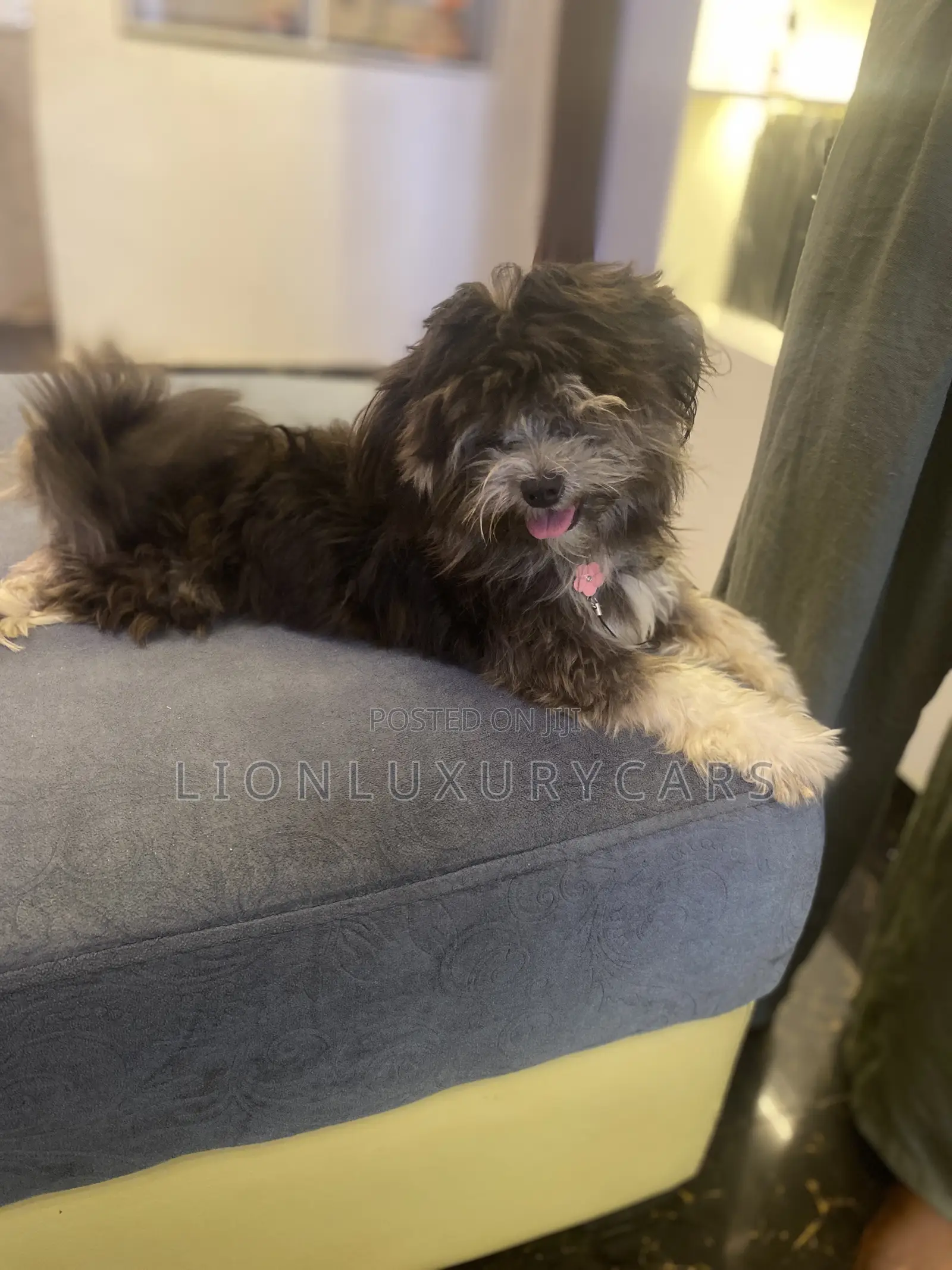 6-12 months Female Purebred Lhasa Apso