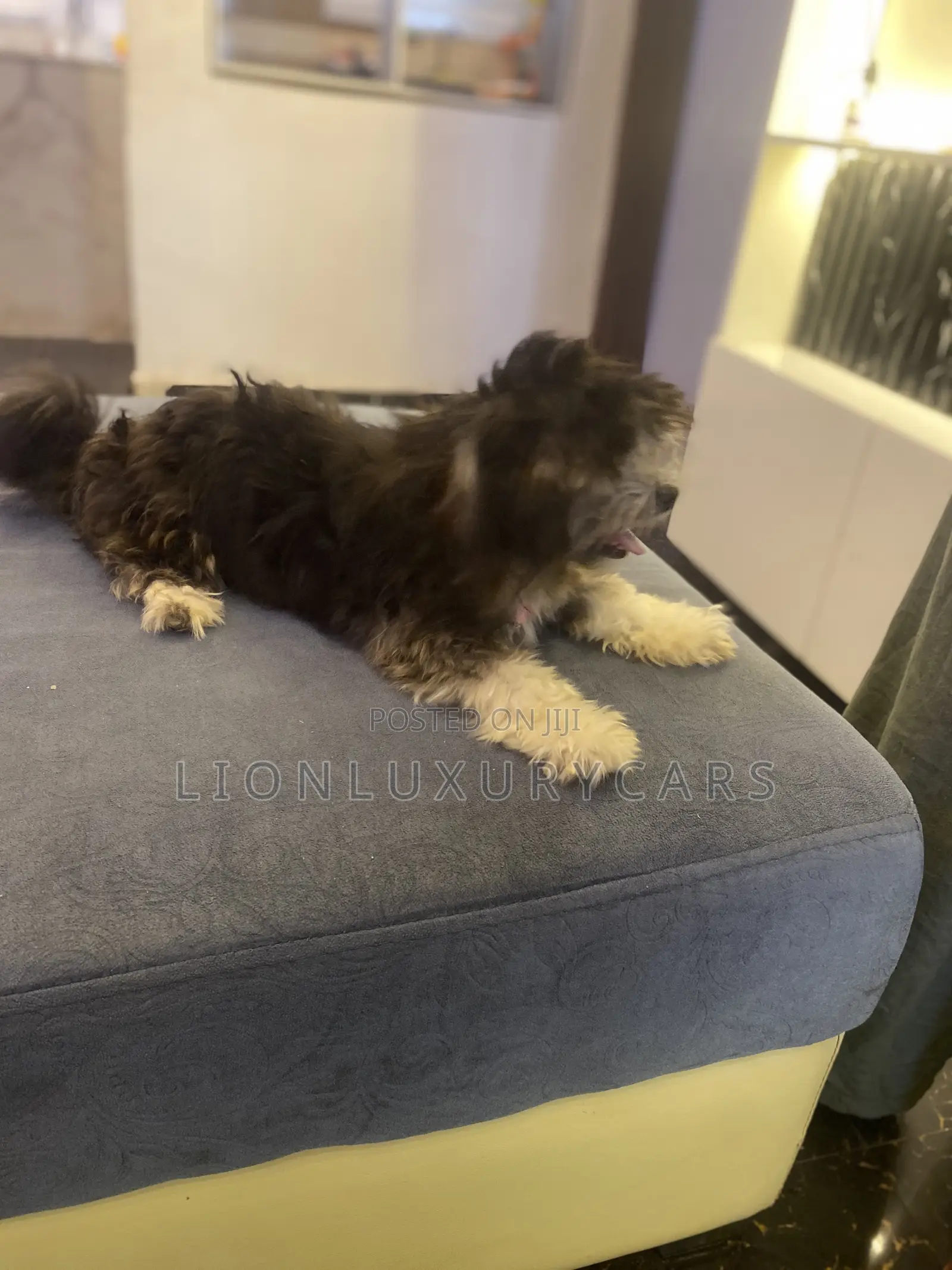 6-12 months Female Purebred Lhasa Apso