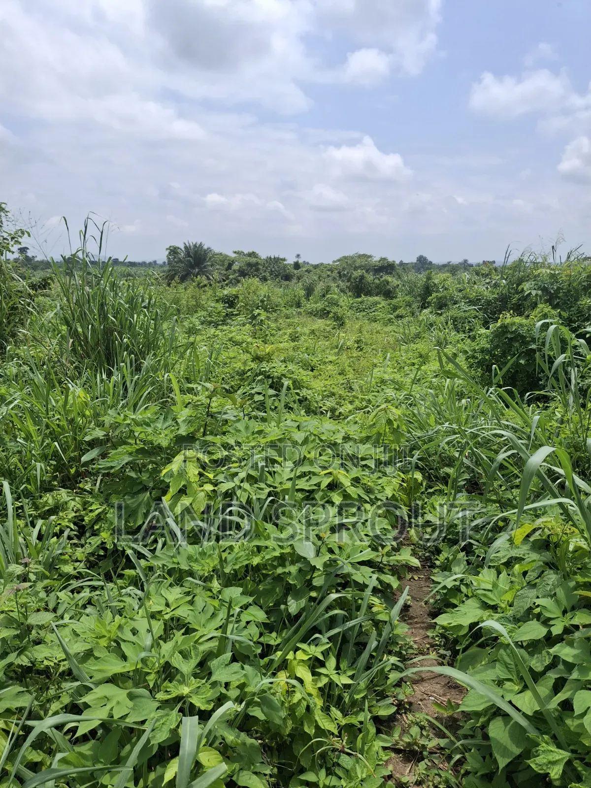 800 Acres Farmland at Gbàgbé, Ido, Ibadan