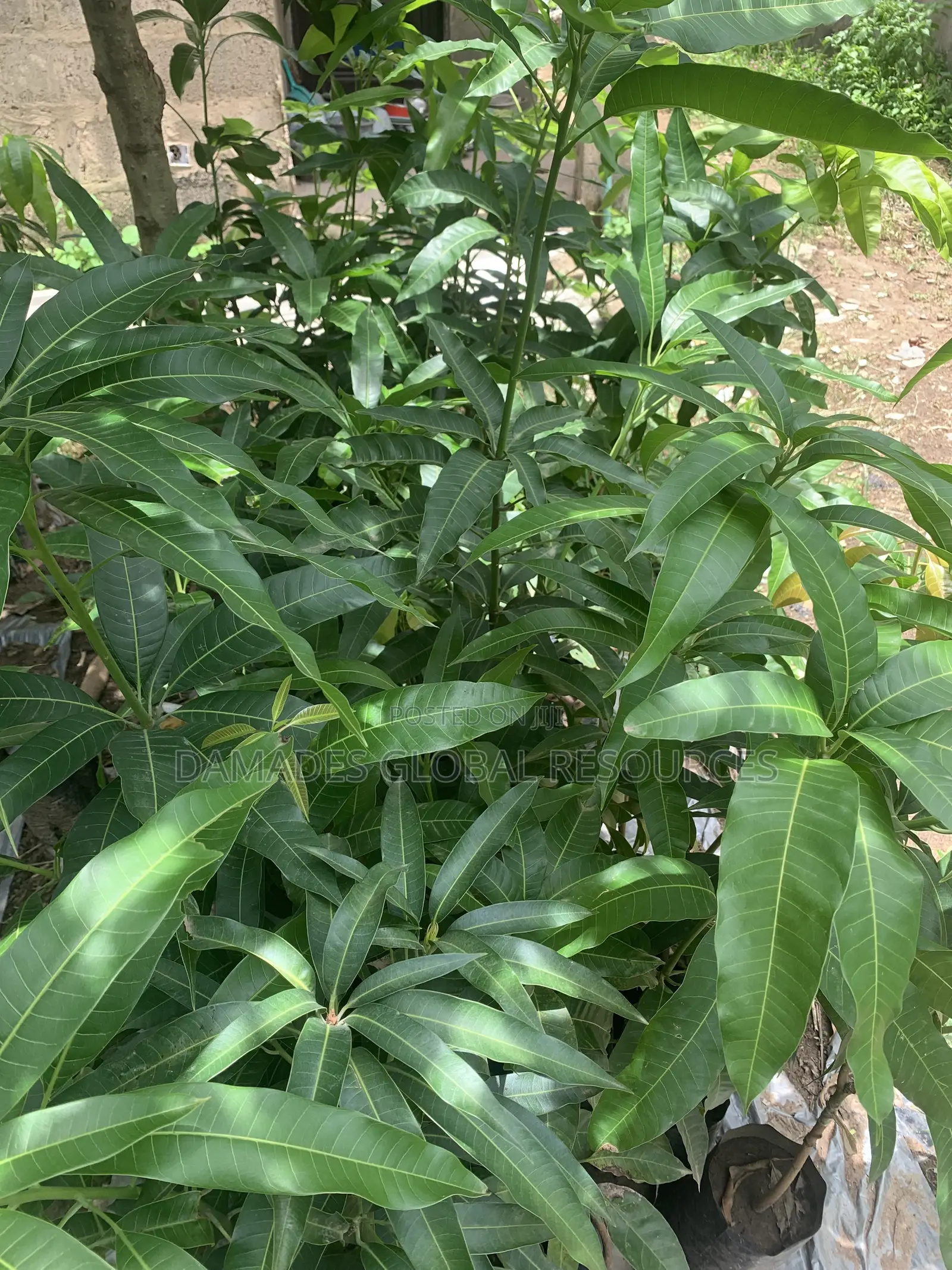 Hybrid Mango Plant Seedlings