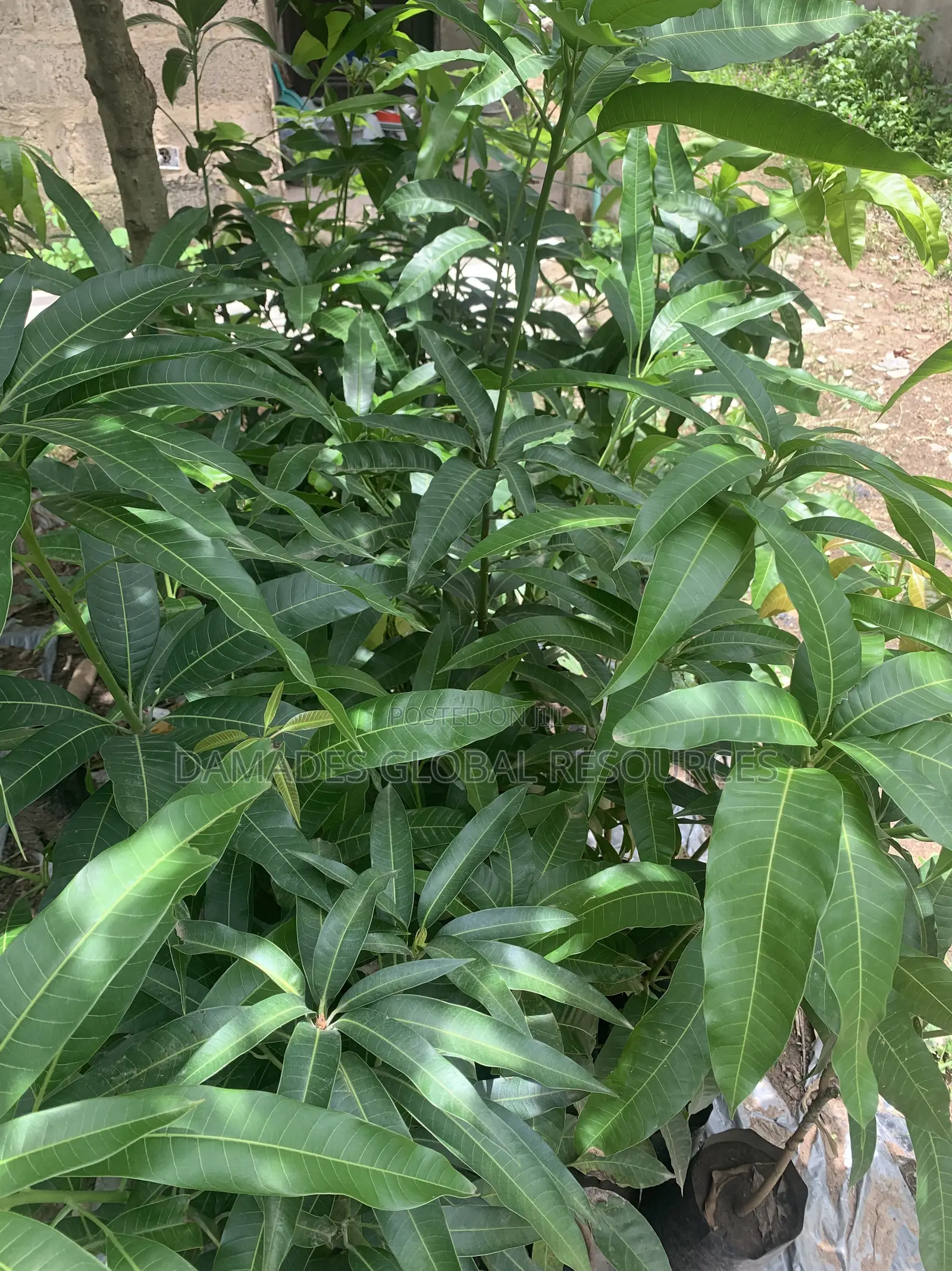 Hybrid Mango Plant Seedlings