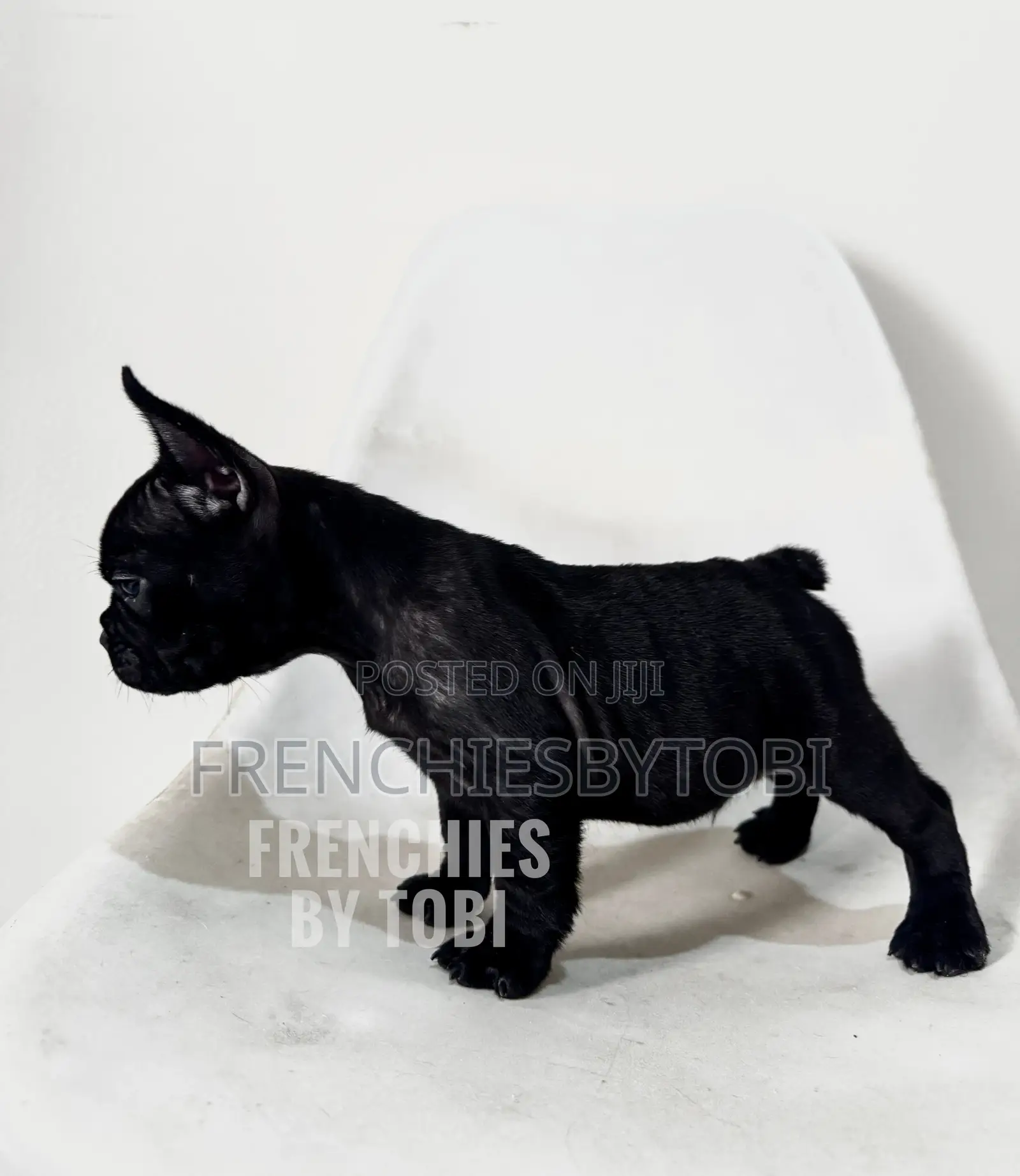 1-3 months Female Purebred French Bulldog