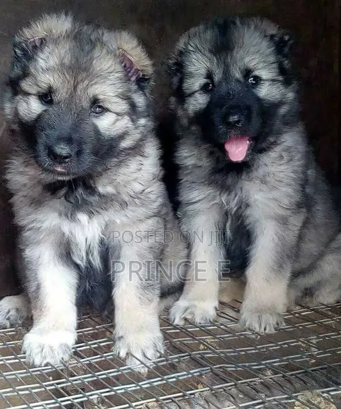1-3 months Male Purebred Caucasian Shepherd