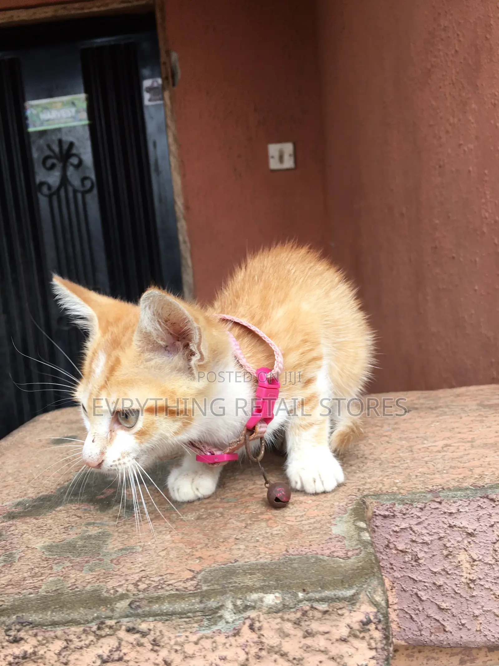 1-3 months Male Mixed Breed Cat