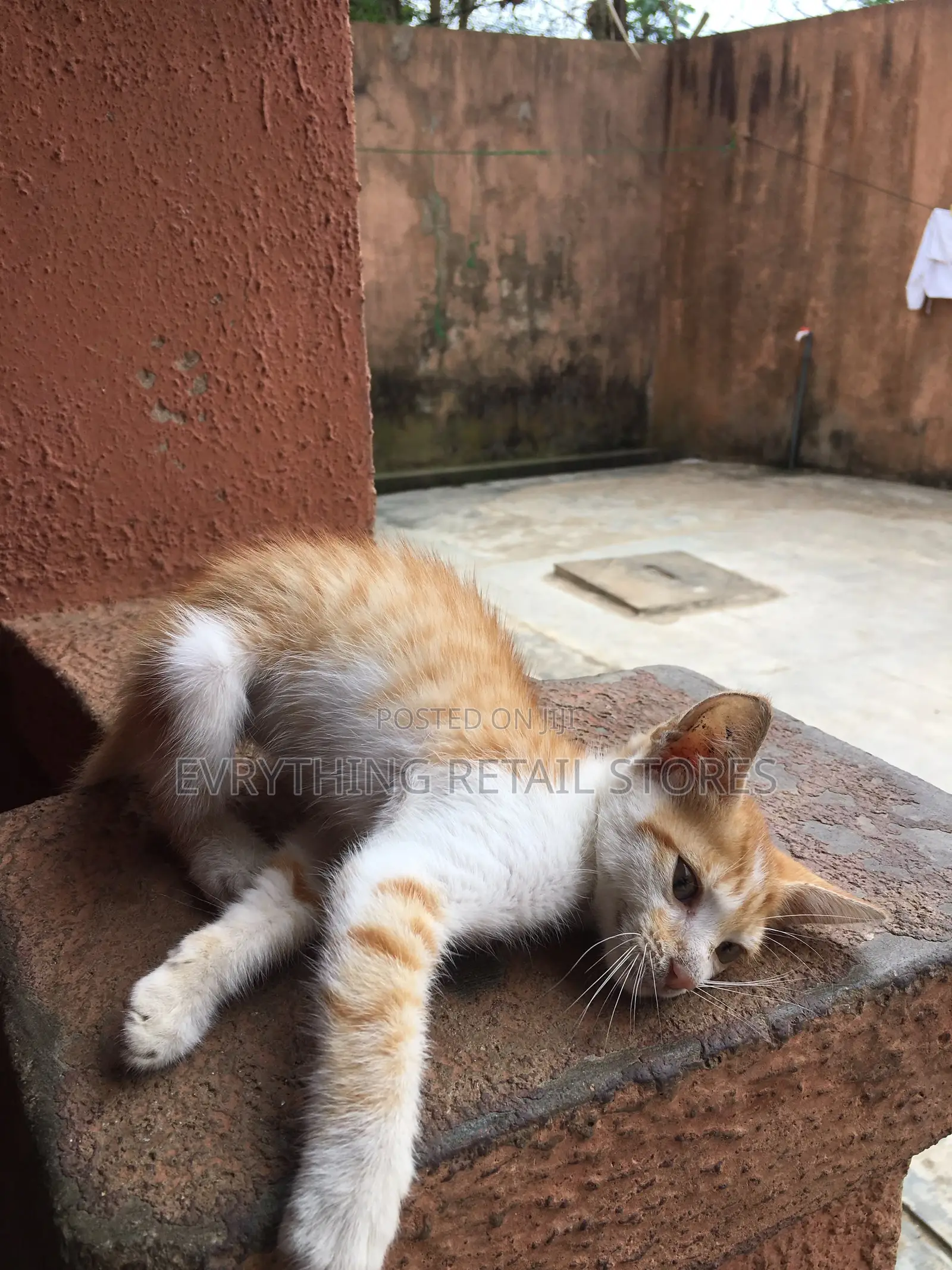 1-3 months Male Mixed Breed Cat