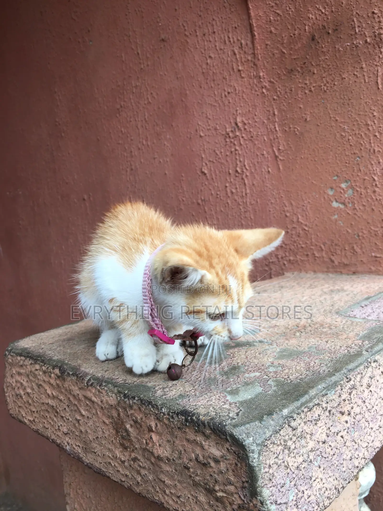 1-3 months Male Mixed Breed Cat