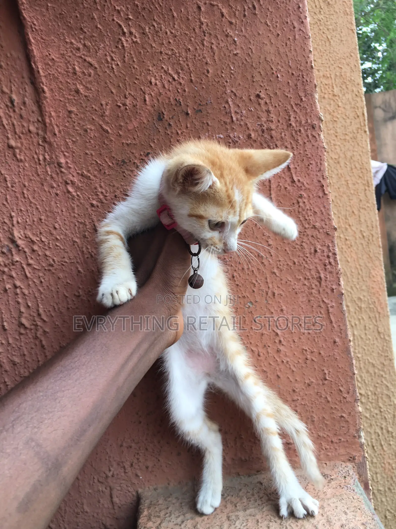 1-3 months Male Mixed Breed Cat