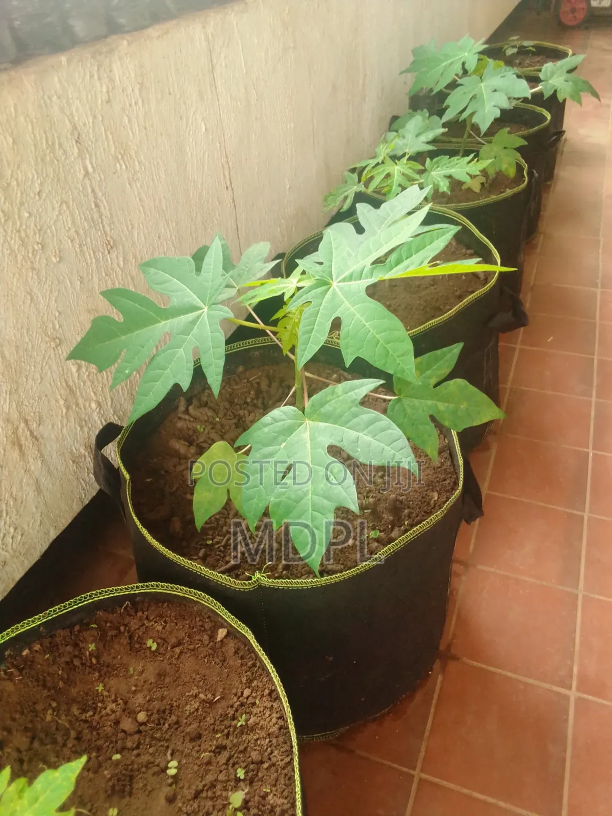 Fabric Grow Bags
