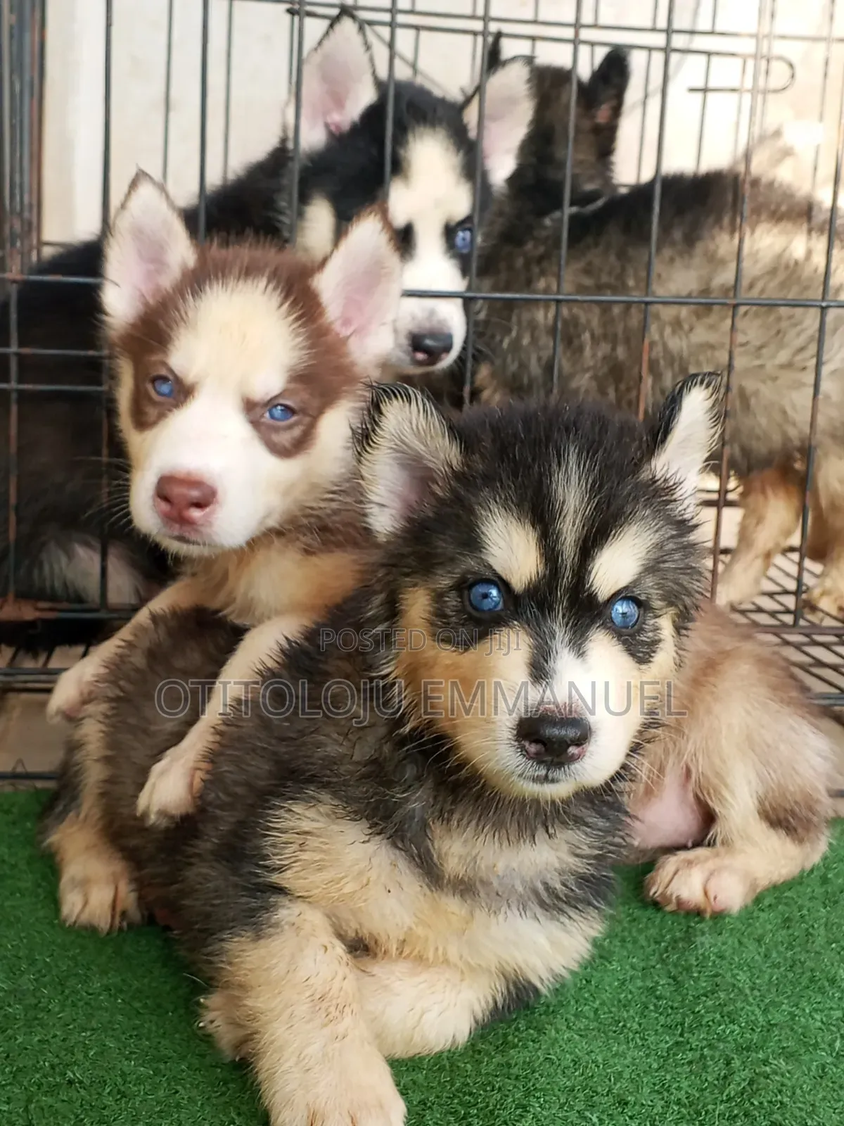 1-3 months Female Purebred Siberian Husky