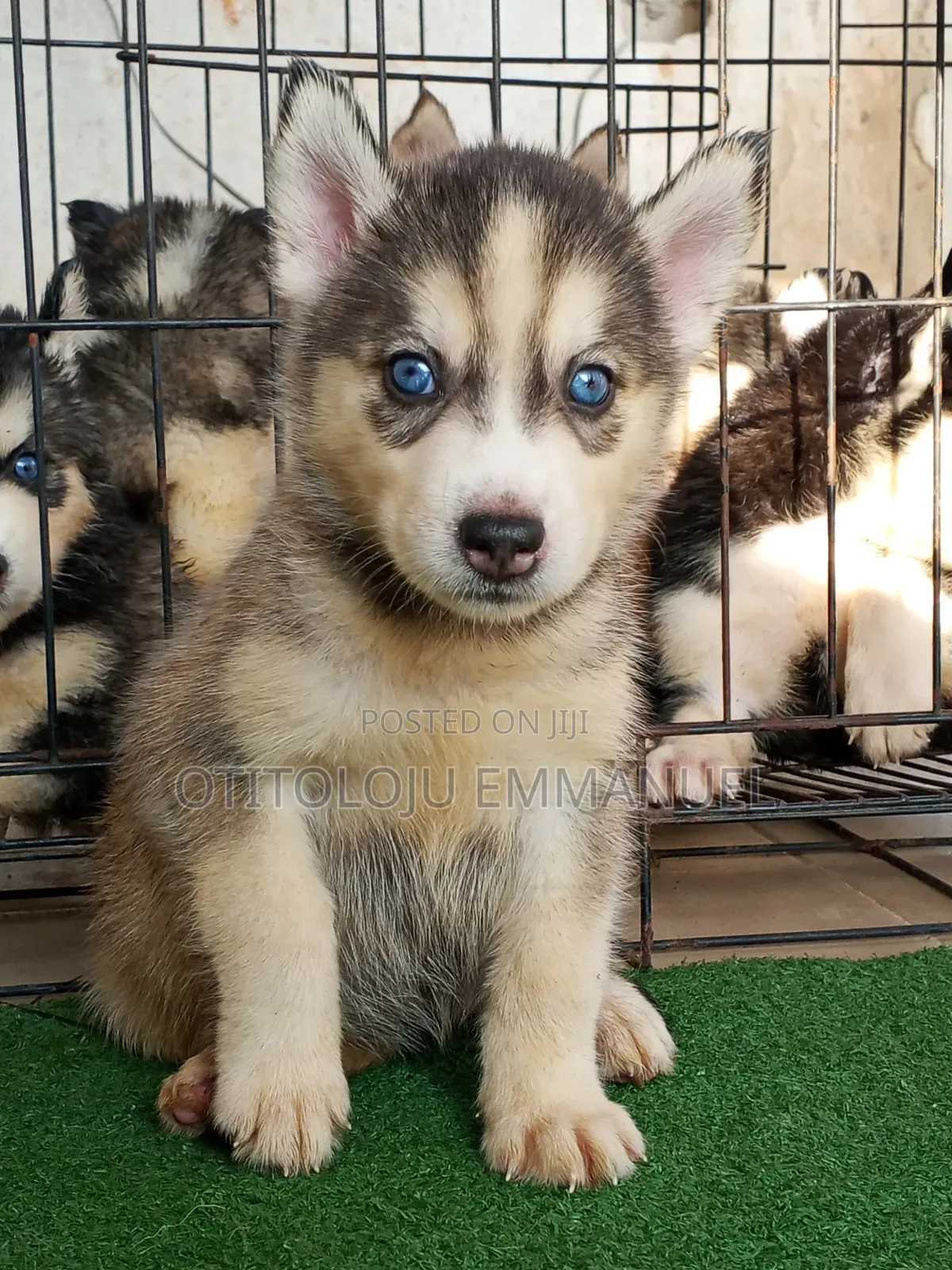1-3 months Female Purebred Siberian Husky
