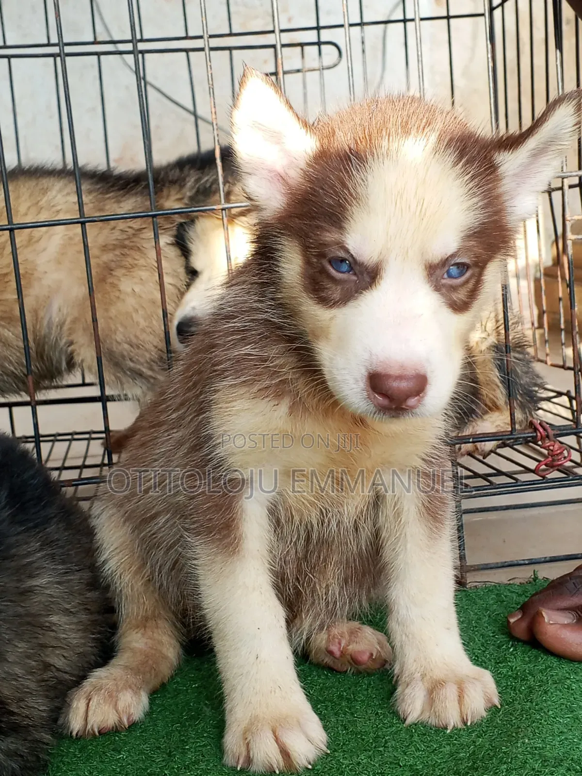 1-3 months Female Purebred Siberian Husky