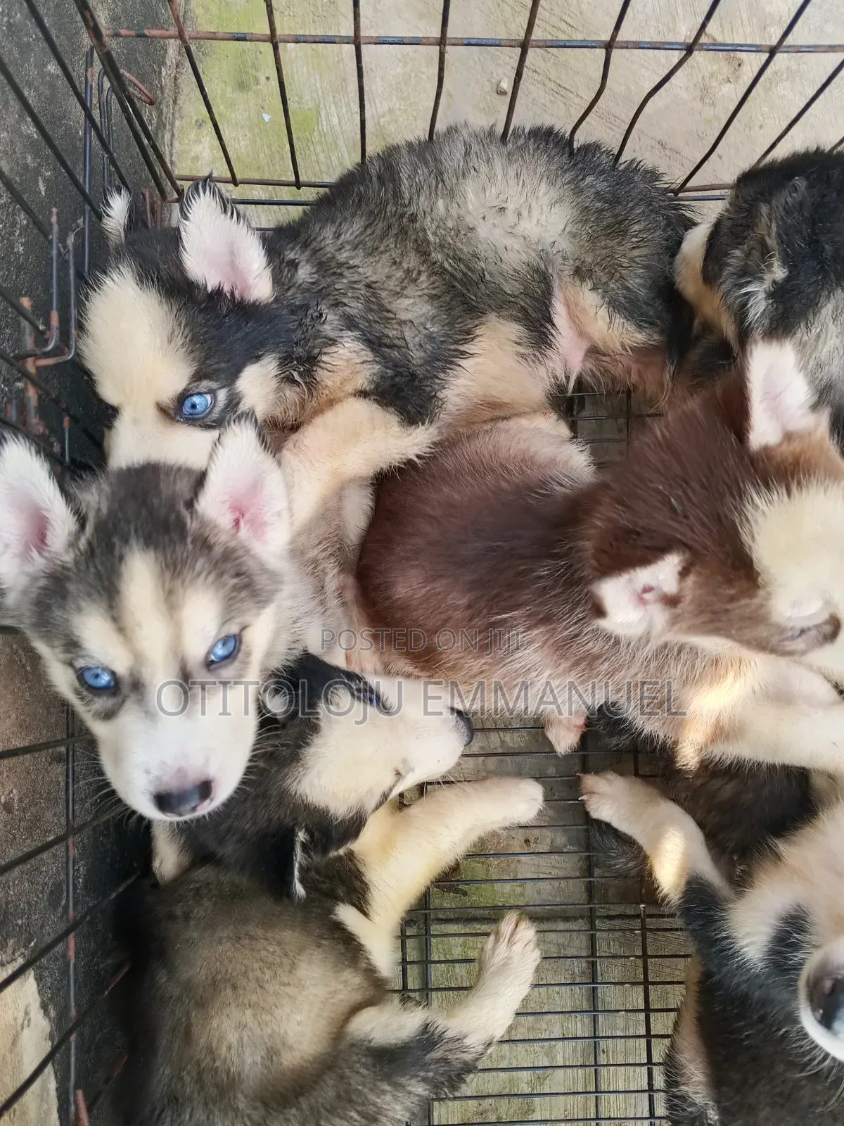 1-3 months Female Purebred Siberian Husky