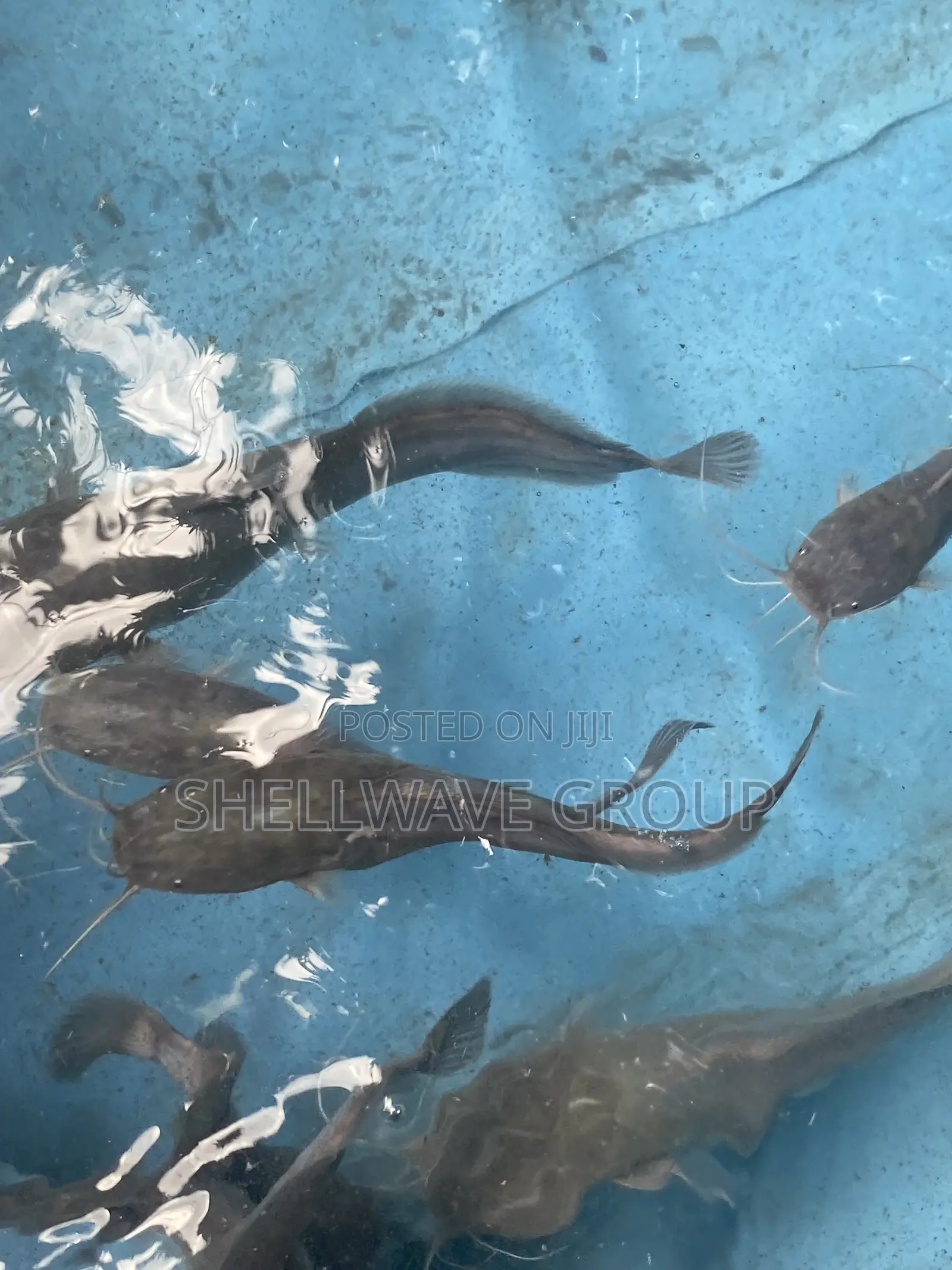 Juvenile Catfish