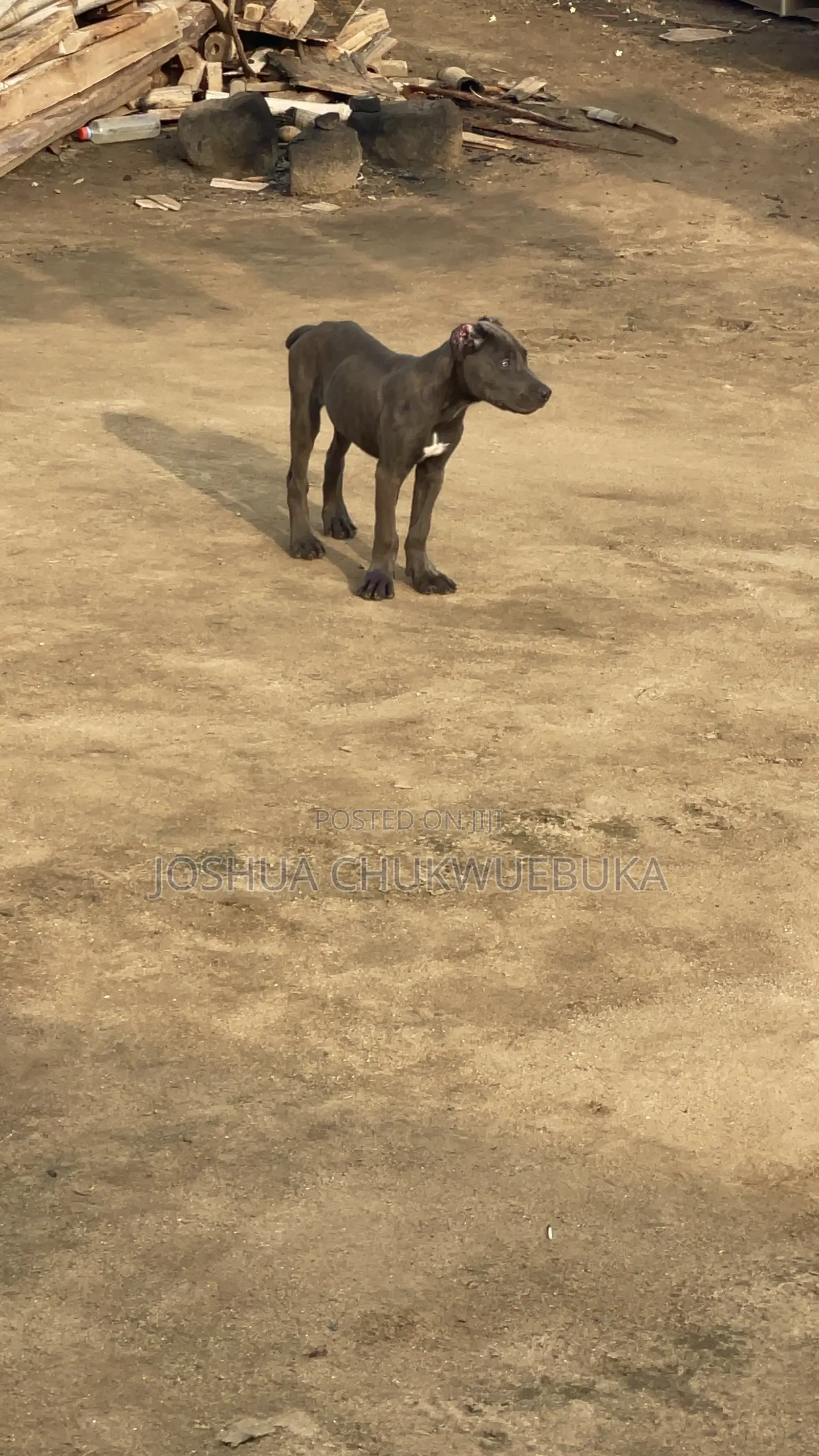 3-6 months Female Purebred Cane Corso