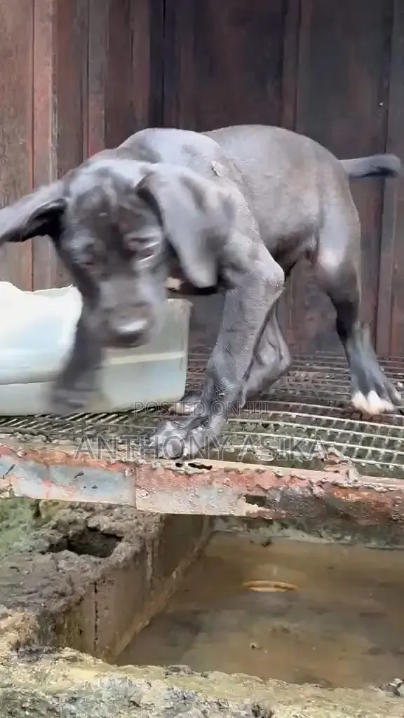 1-3 months Female Purebred Cane Corso