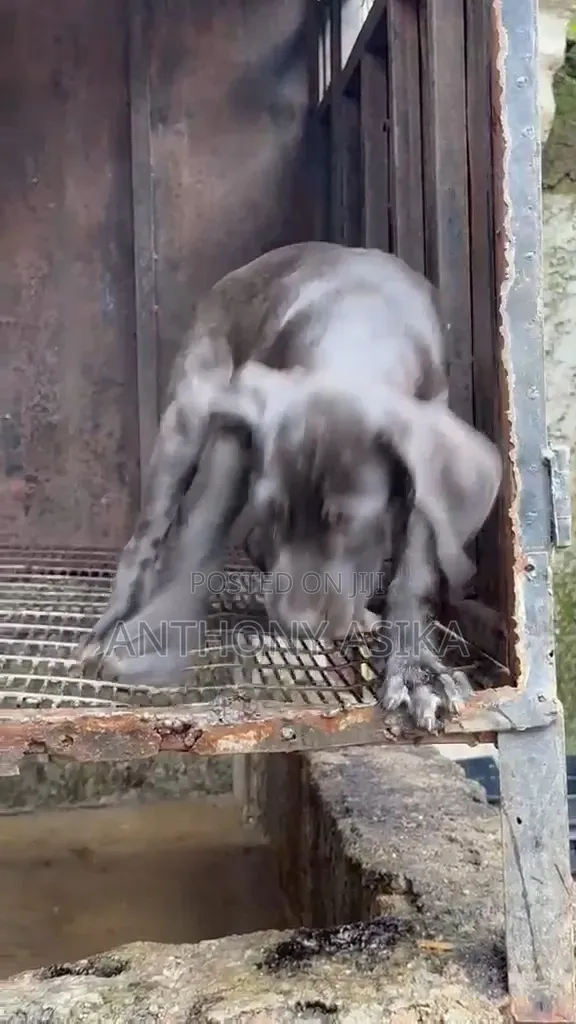 1-3 months Female Purebred Cane Corso