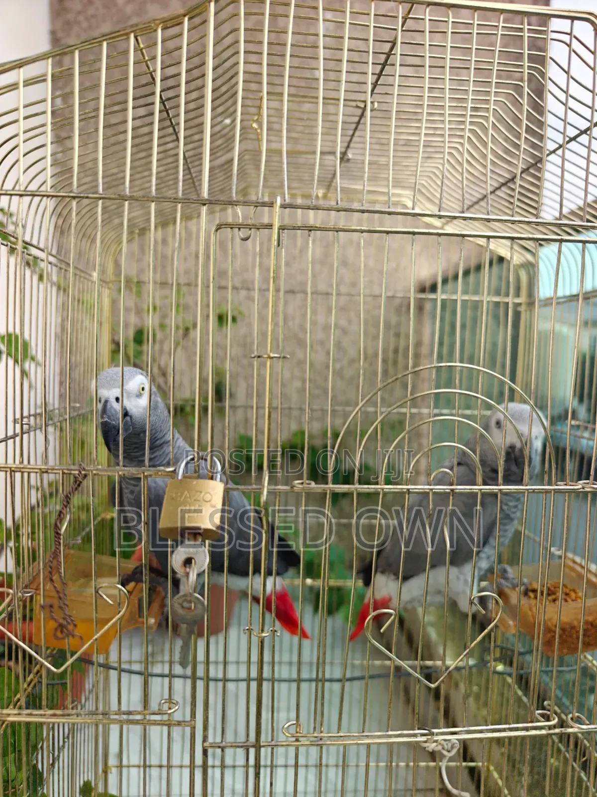 Africa Talking Bird Parrots