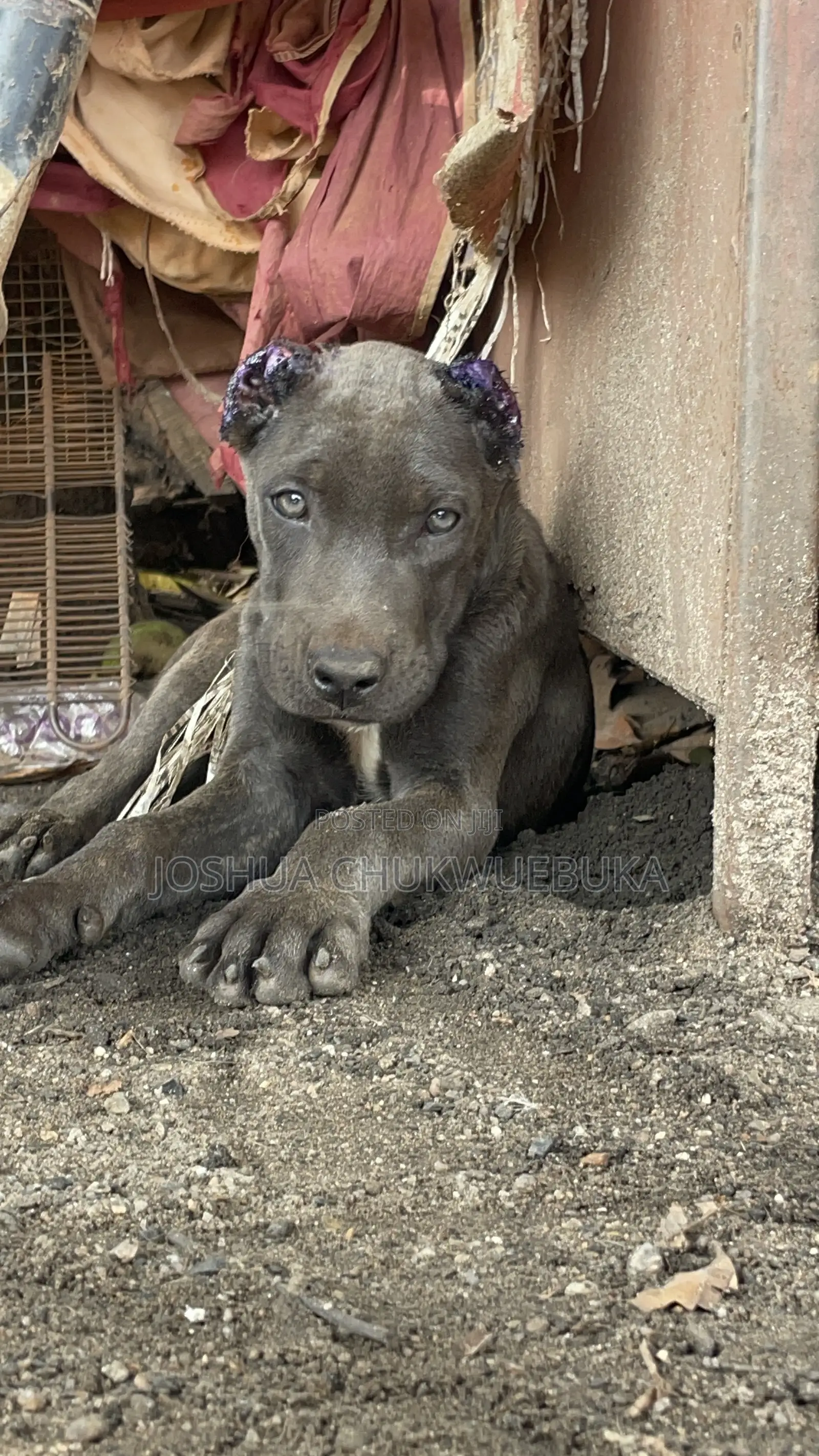1-3 months Female Purebred Cane Corso