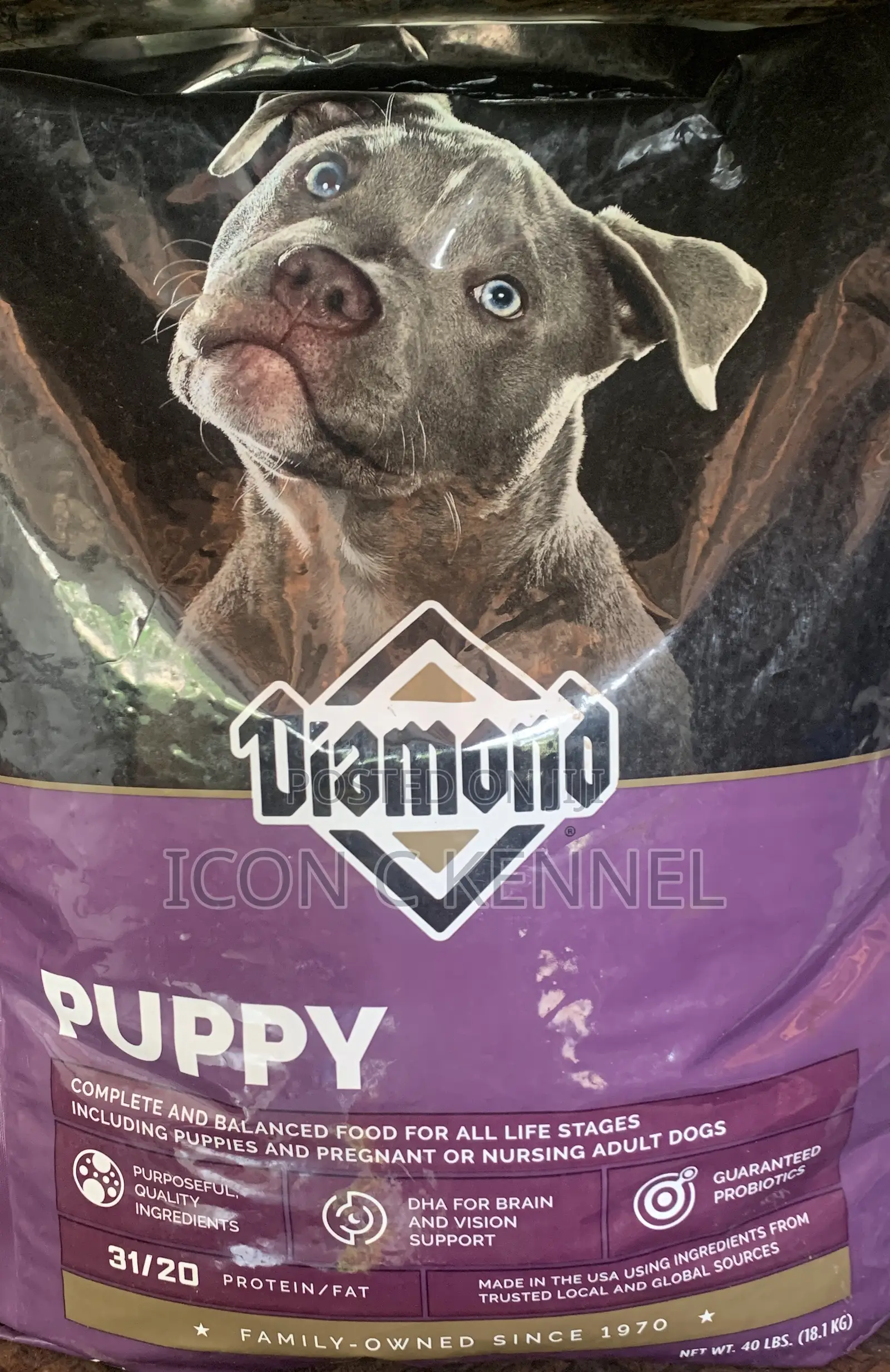 Diamond Puppy