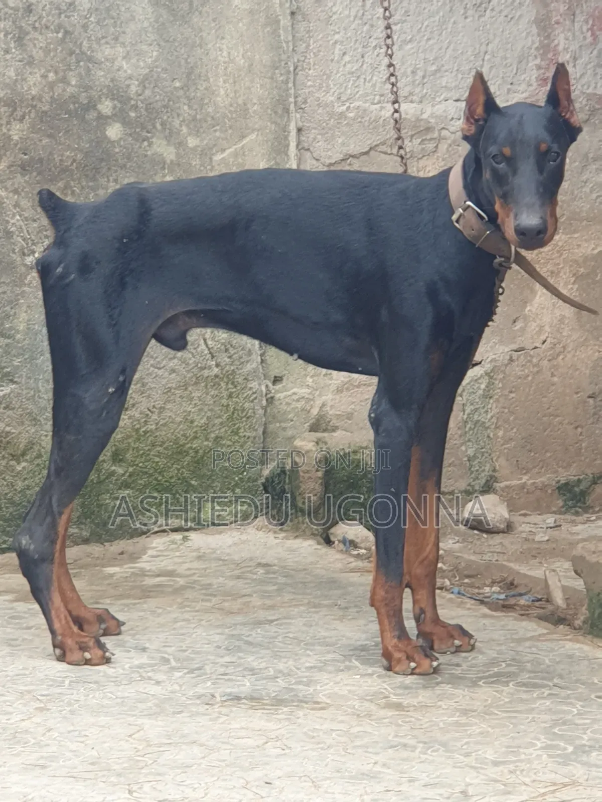 6-12 months Male Purebred Doberman Pinscher
