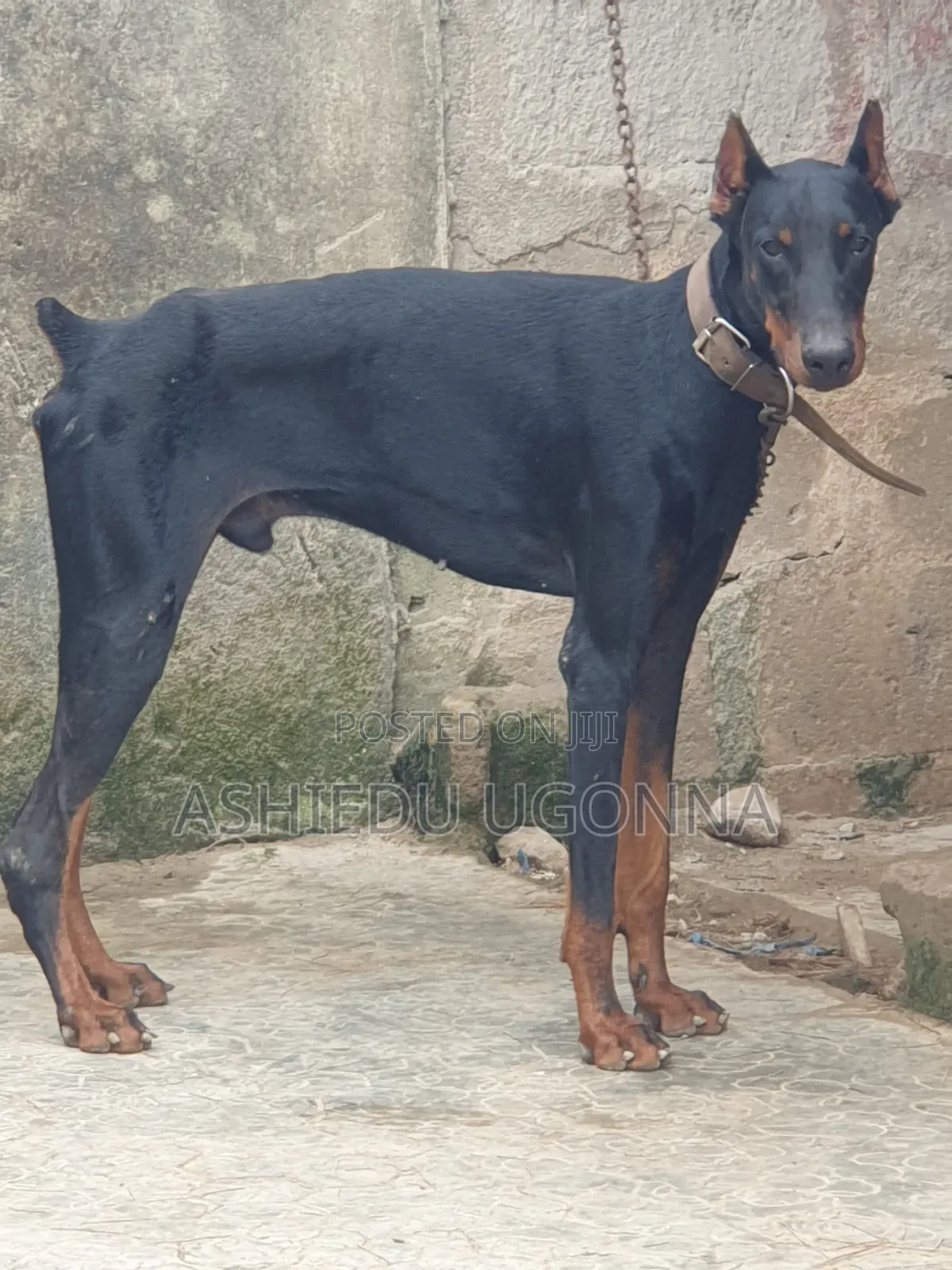 6-12 months Male Purebred Doberman Pinscher