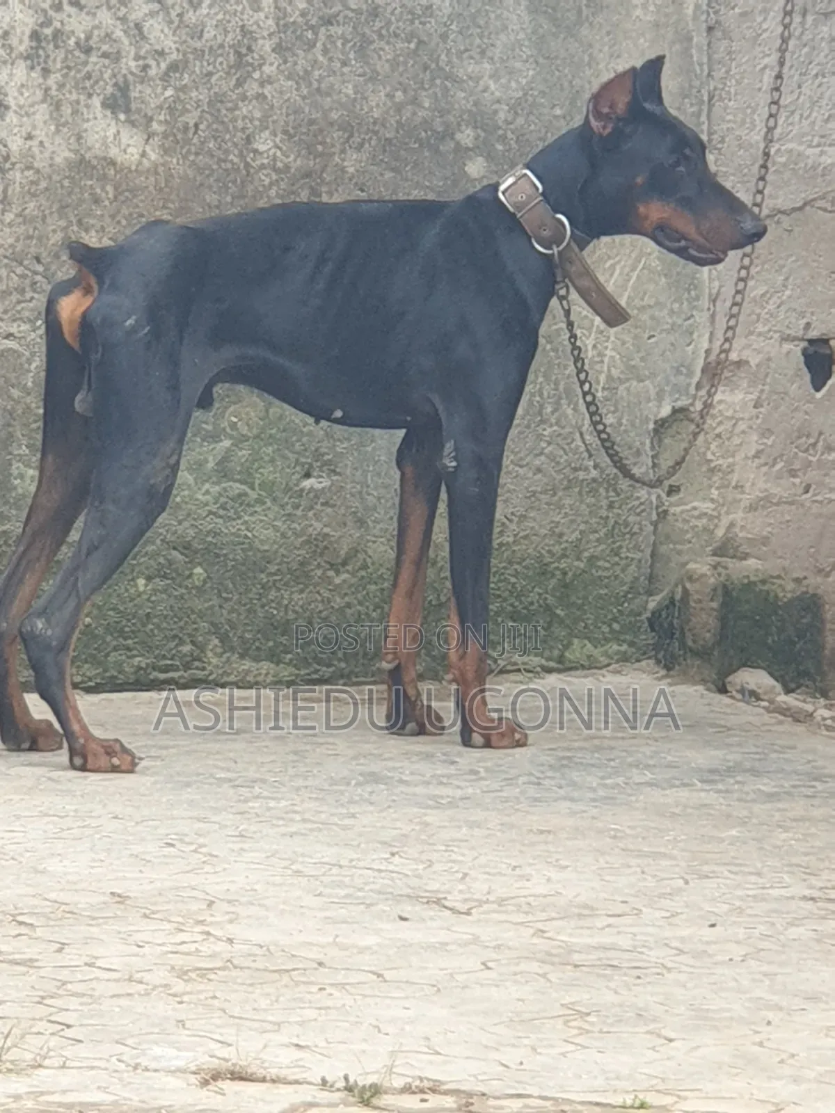 6-12 months Male Purebred Doberman Pinscher