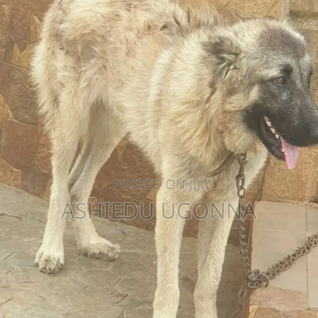 6-12 months Female Purebred Caucasian Shepherd