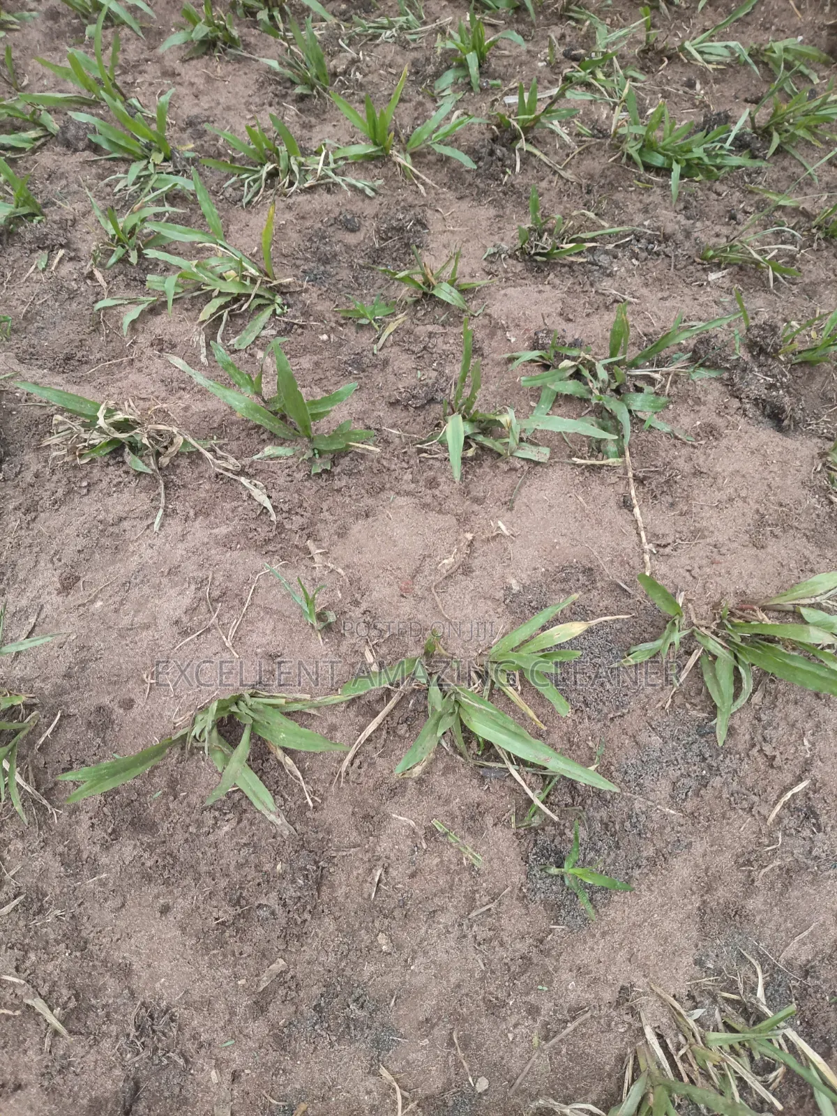 Planter/Landscape Services