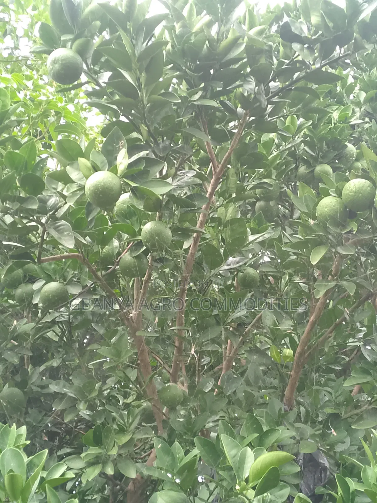 Sweet Washington Navel Orange Seedlings