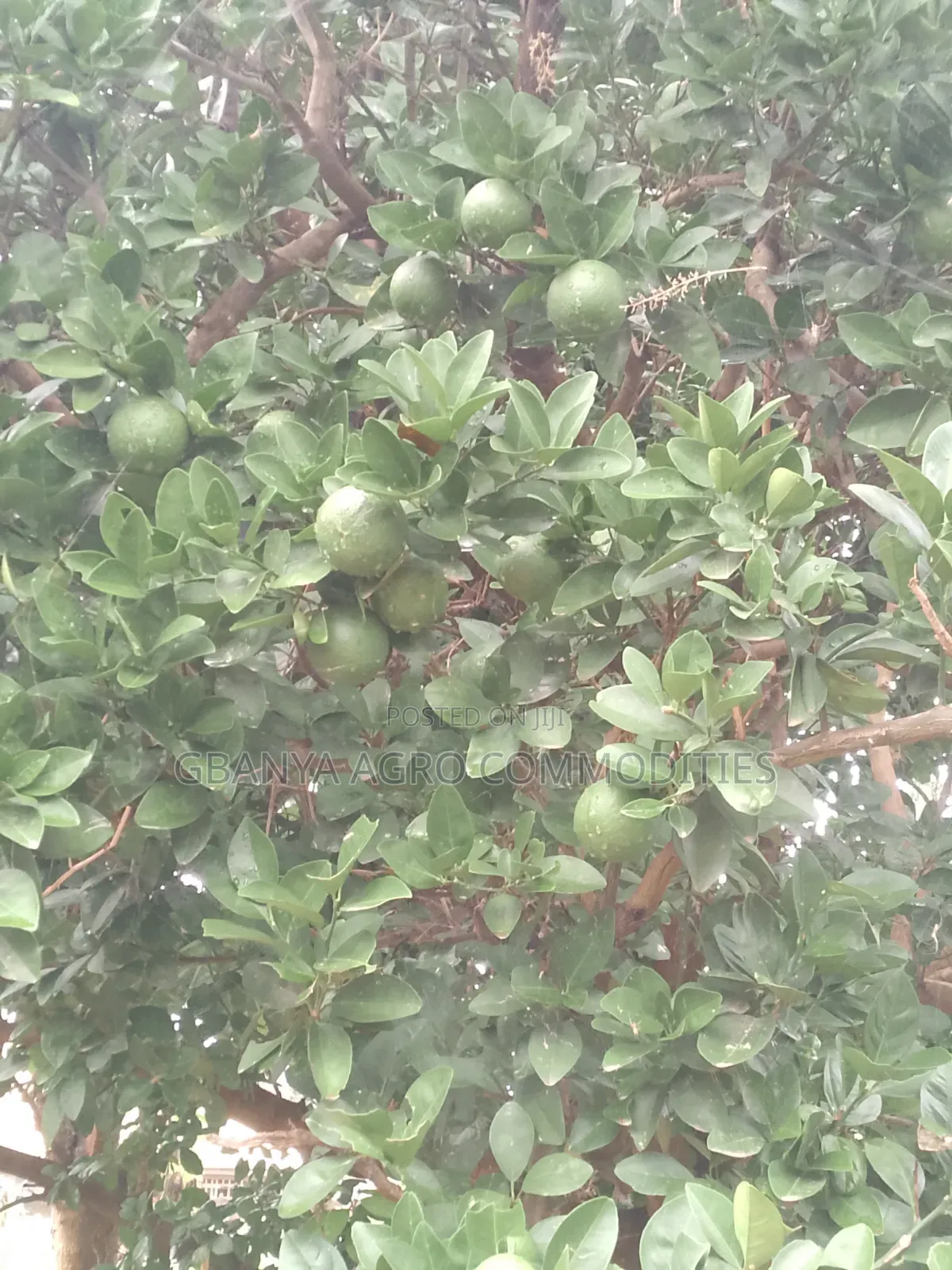 Sweet Washington Navel Orange Seedlings
