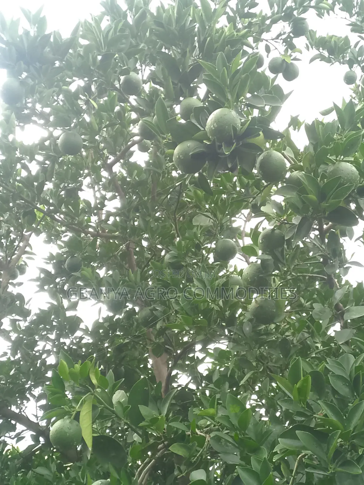 Sweet Washington Navel Orange Seedlings
