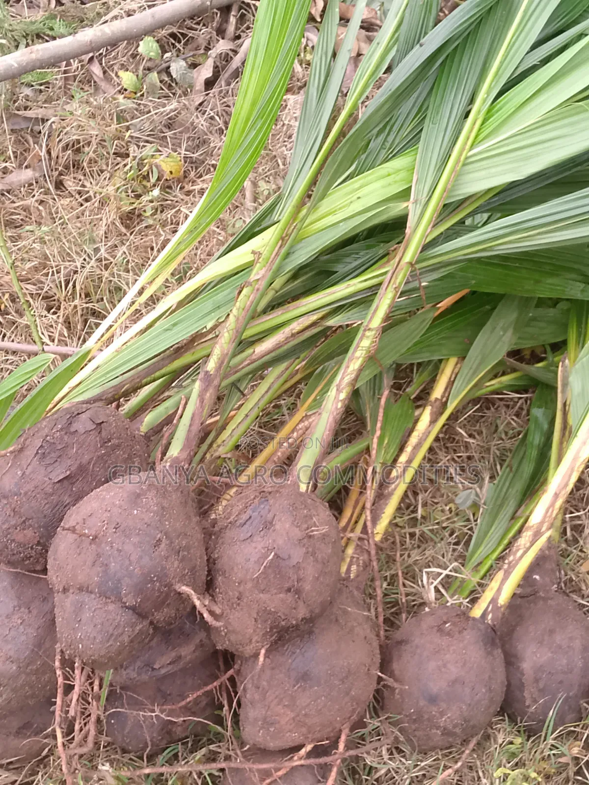 Malaysian Dwarf Coconut Seedlings