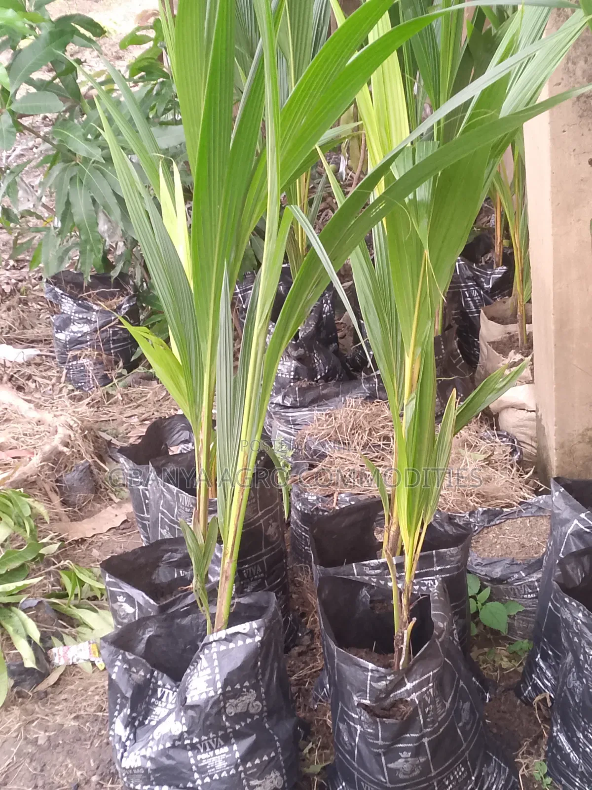 Malaysian Dwarf Coconut Seedlings