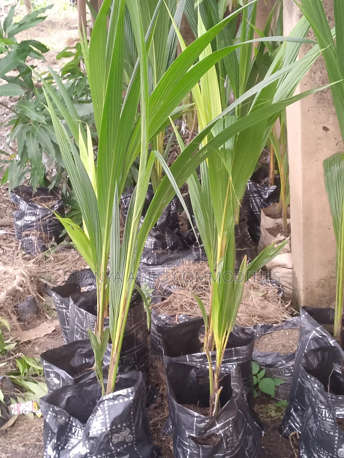Malaysian Dwarf Coconut Seedlings