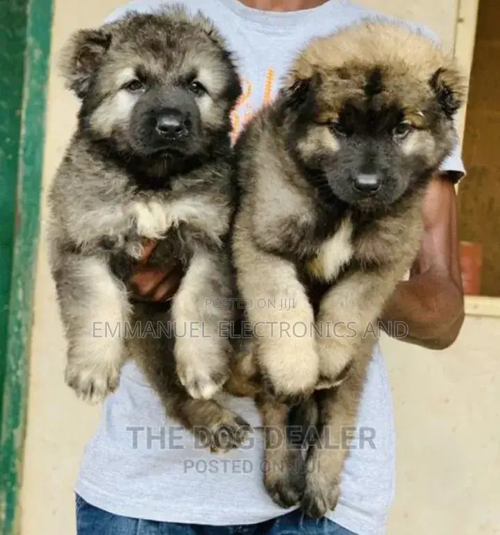 1-3 months Female Purebred Caucasian Shepherd