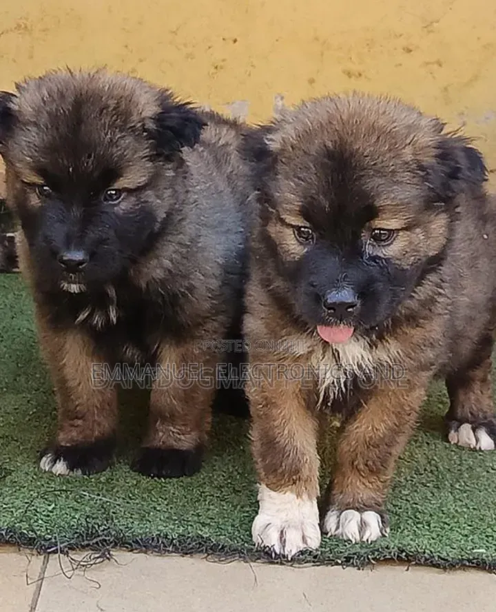 1-3 months Female Purebred Caucasian Shepherd
