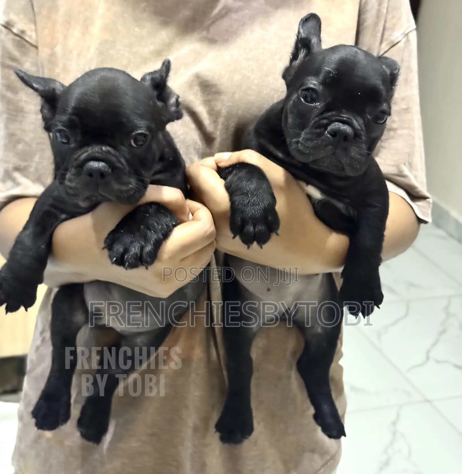 1-3 months Female Purebred French Bulldog
