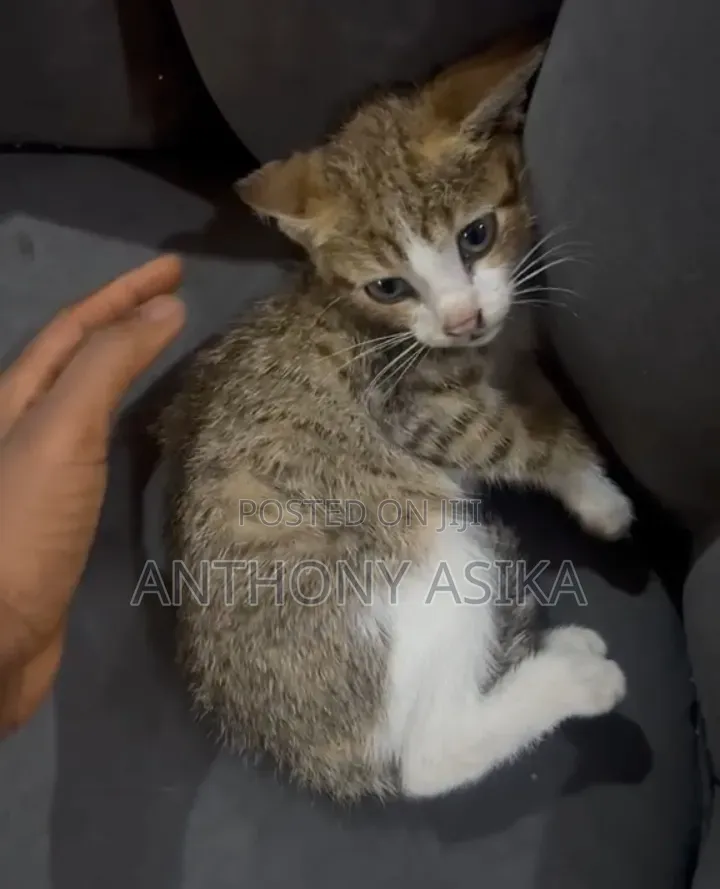 1-3 months Male Purebred Cat
