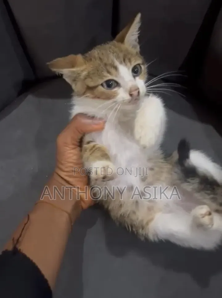 1-3 months Male Purebred Cat